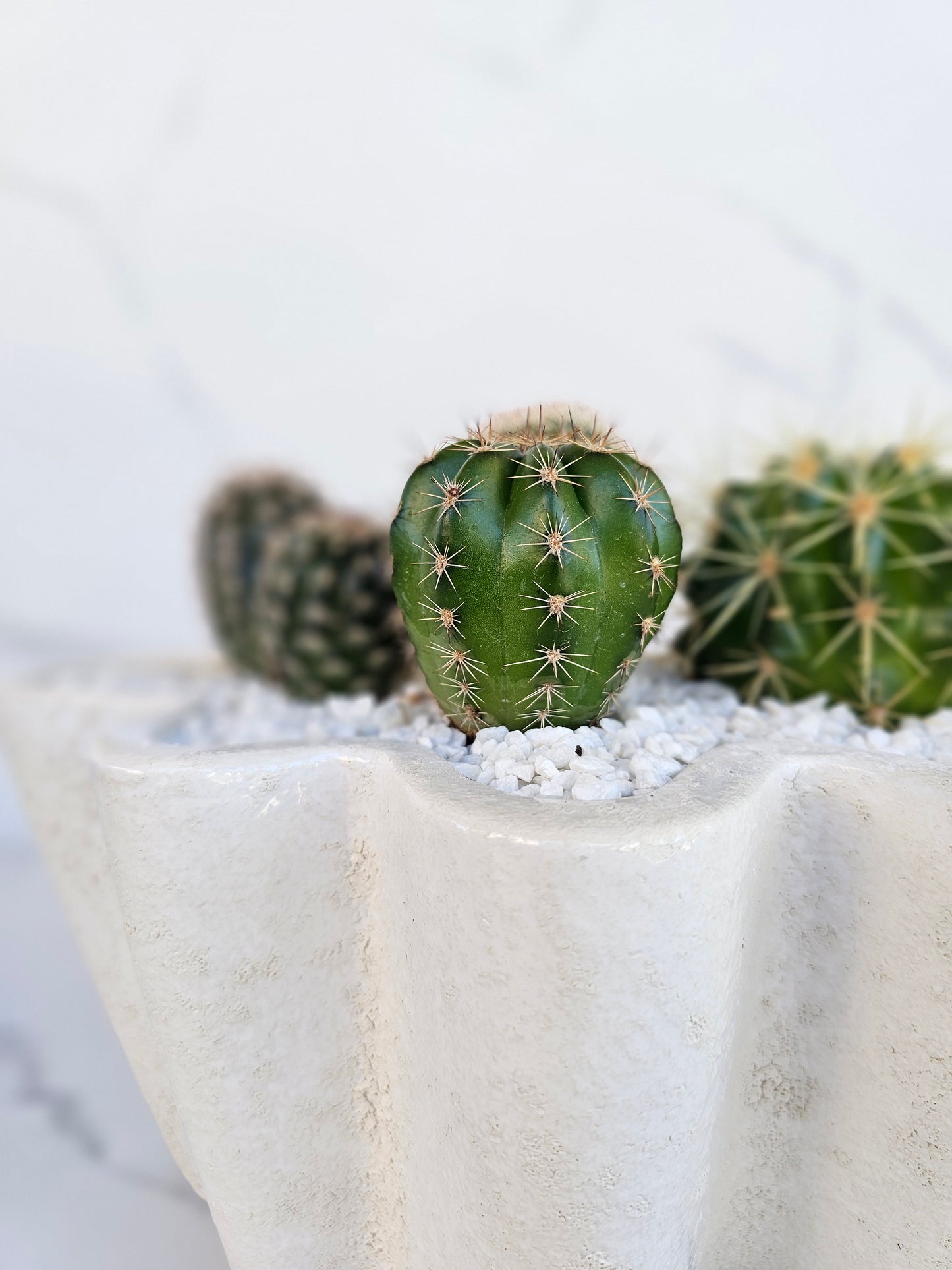 Modern white wavy planter with live cactus arrangement for statement decor