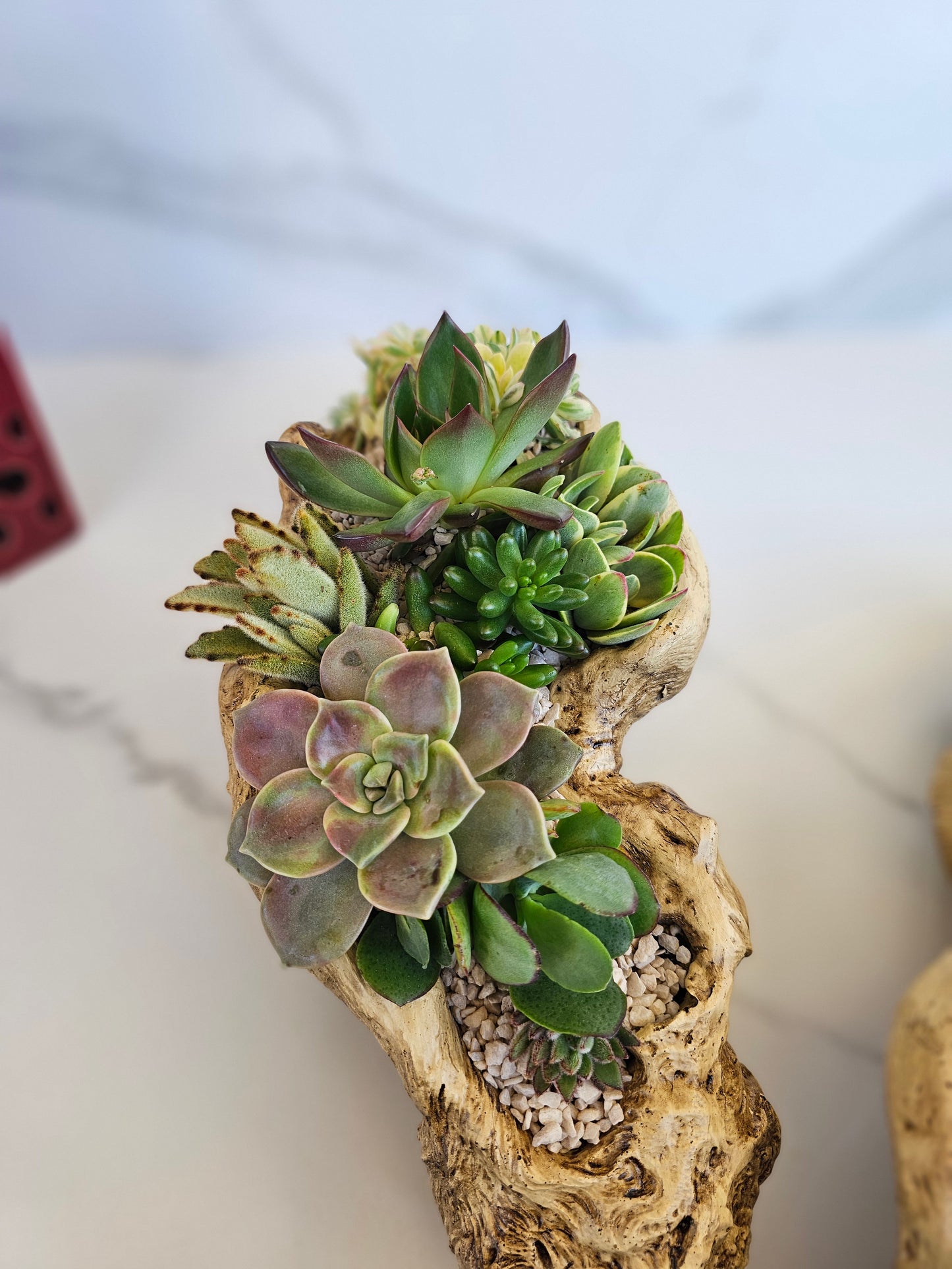 Live Succulent Arrangement in Faux Driftwood Planter (Large or Small)
