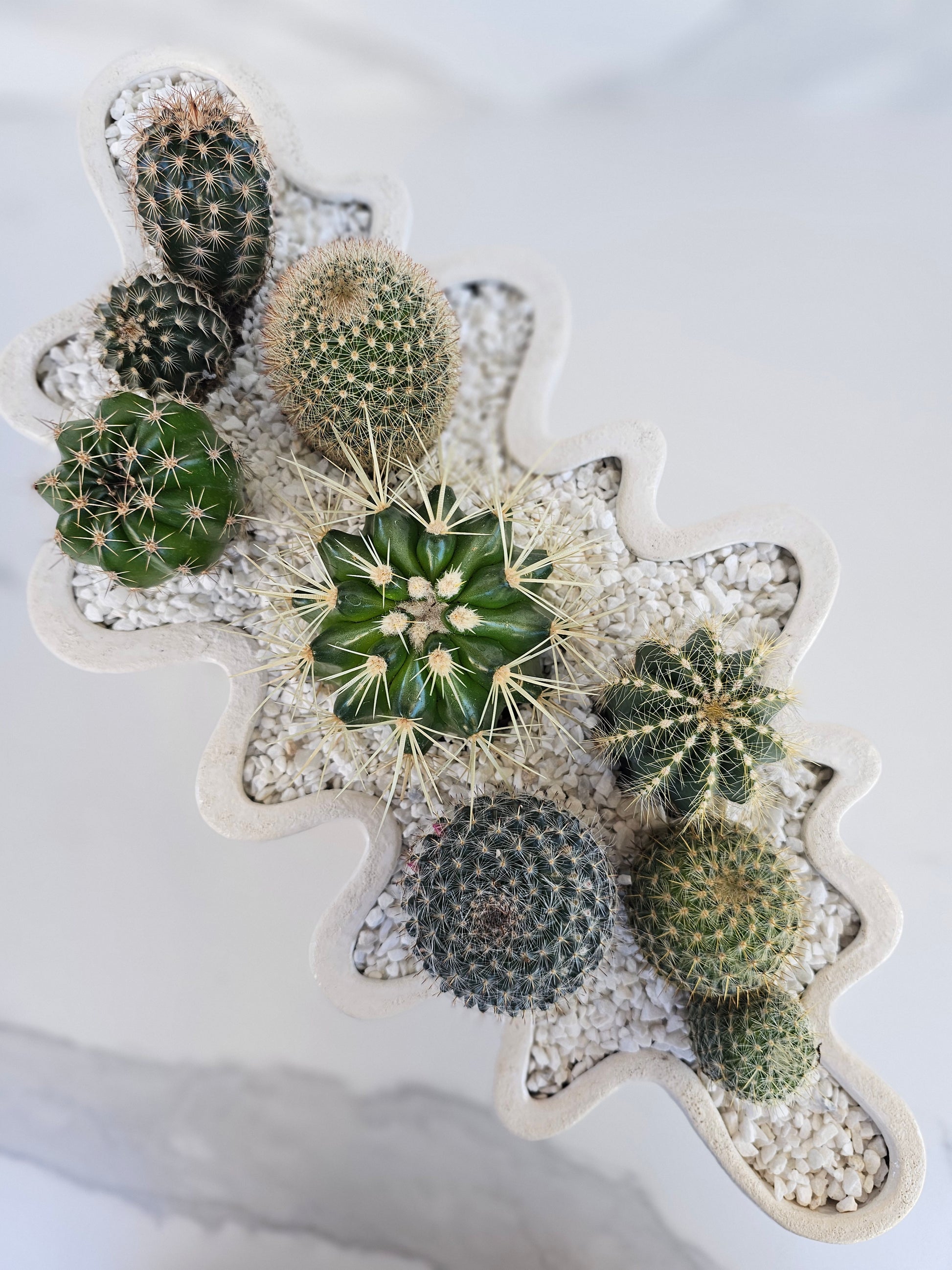 Modern white wavy planter with live cactus arrangement for statement decor