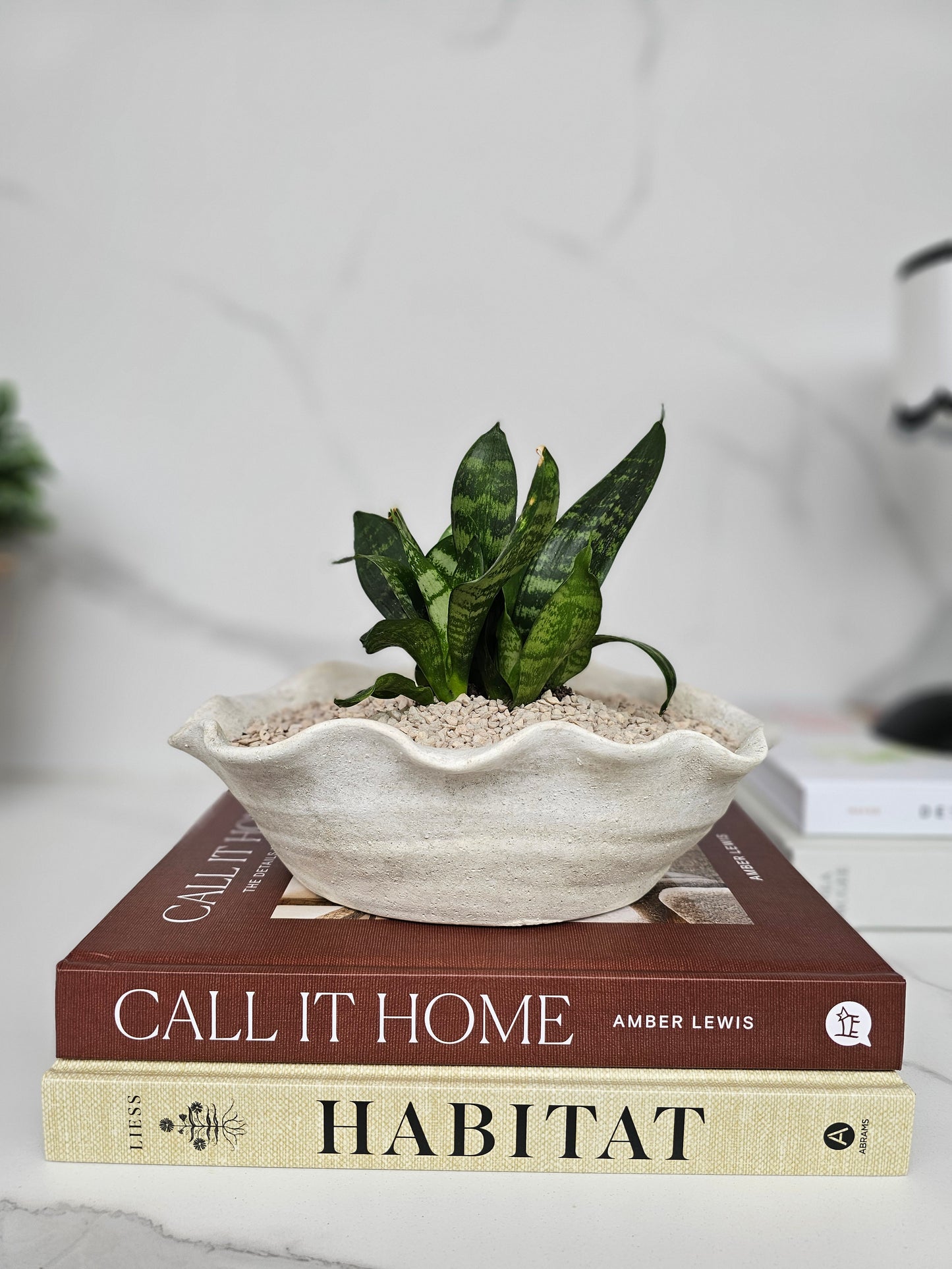 Sculptural Snake Plant in Stone Bowl Planter Ready-to-Display Indoor Plant