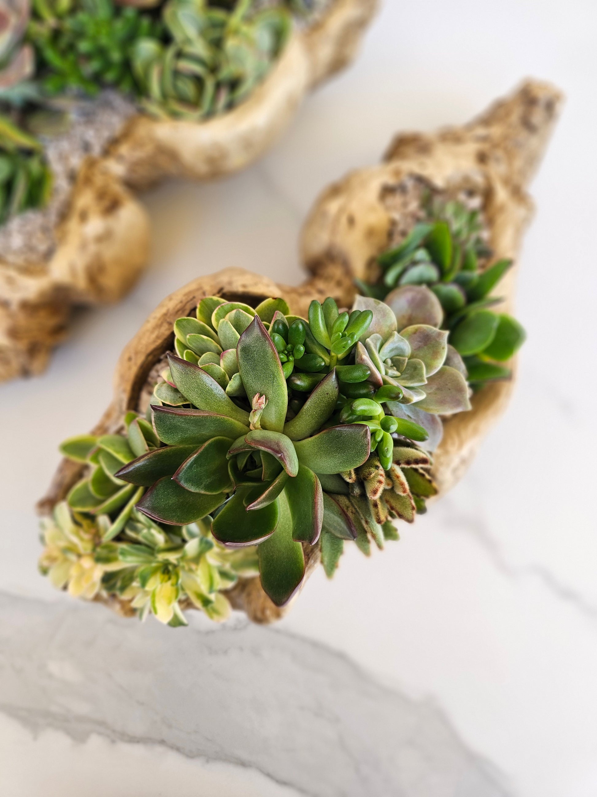Close-up view of succulent varieties in rustic driftwood container