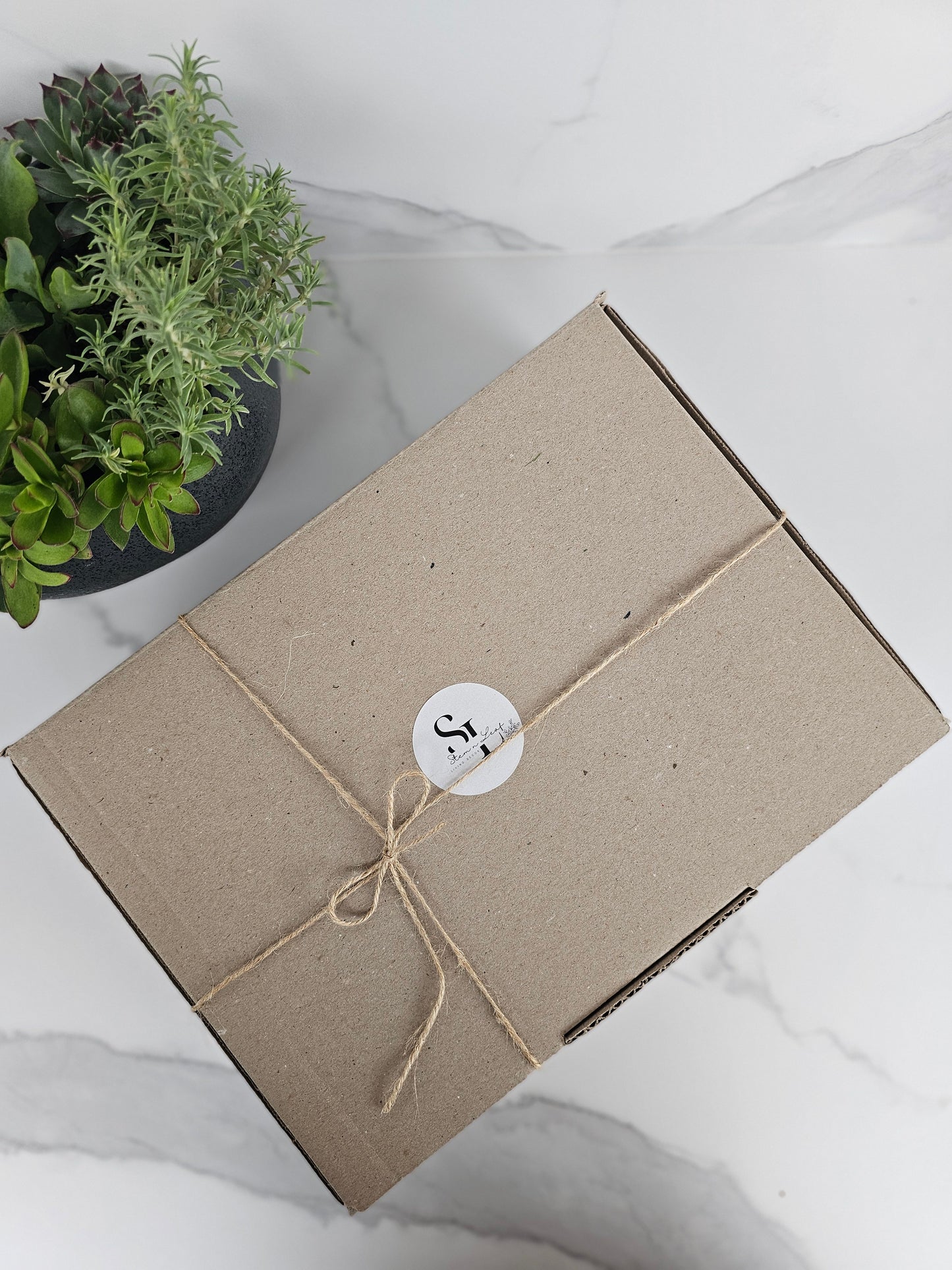 Variety pack of succulent cuttings ready for planting and propagation