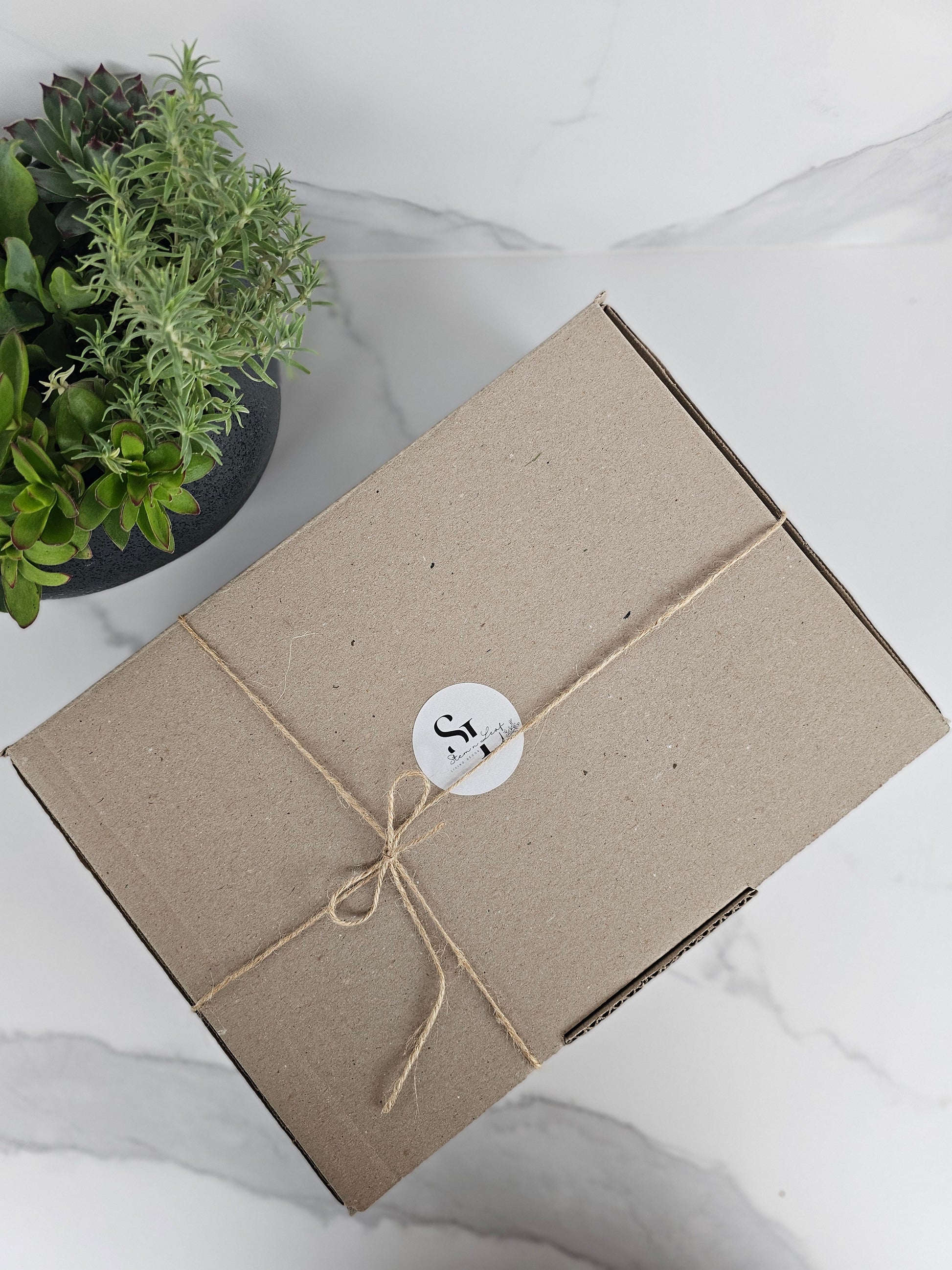 Variety pack of succulent cuttings ready for planting and propagation