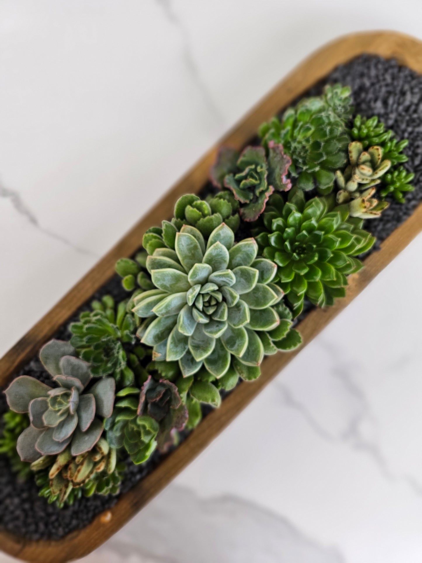 Natural wood trough planter with healthy succulent varieties
