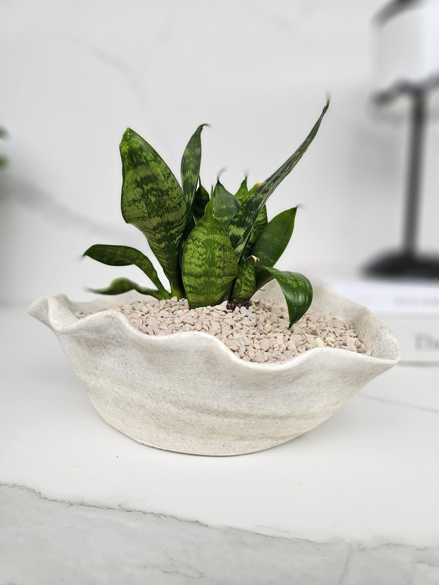 Sculptural Snake Plant in Stone Bowl Planter Ready-to-Display Indoor Plant