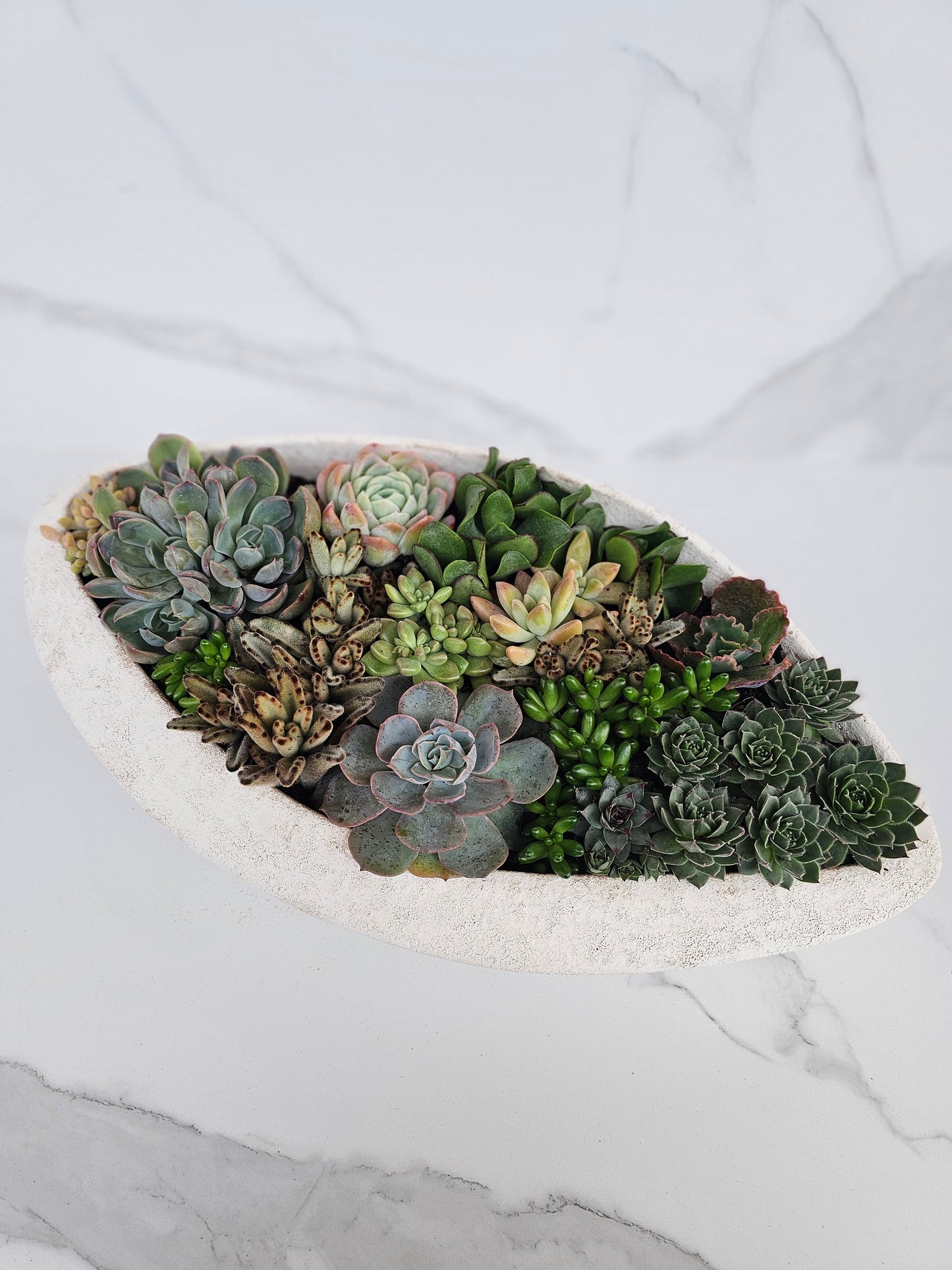 Modern elliptical white ceramic planter with live succulent arrangement