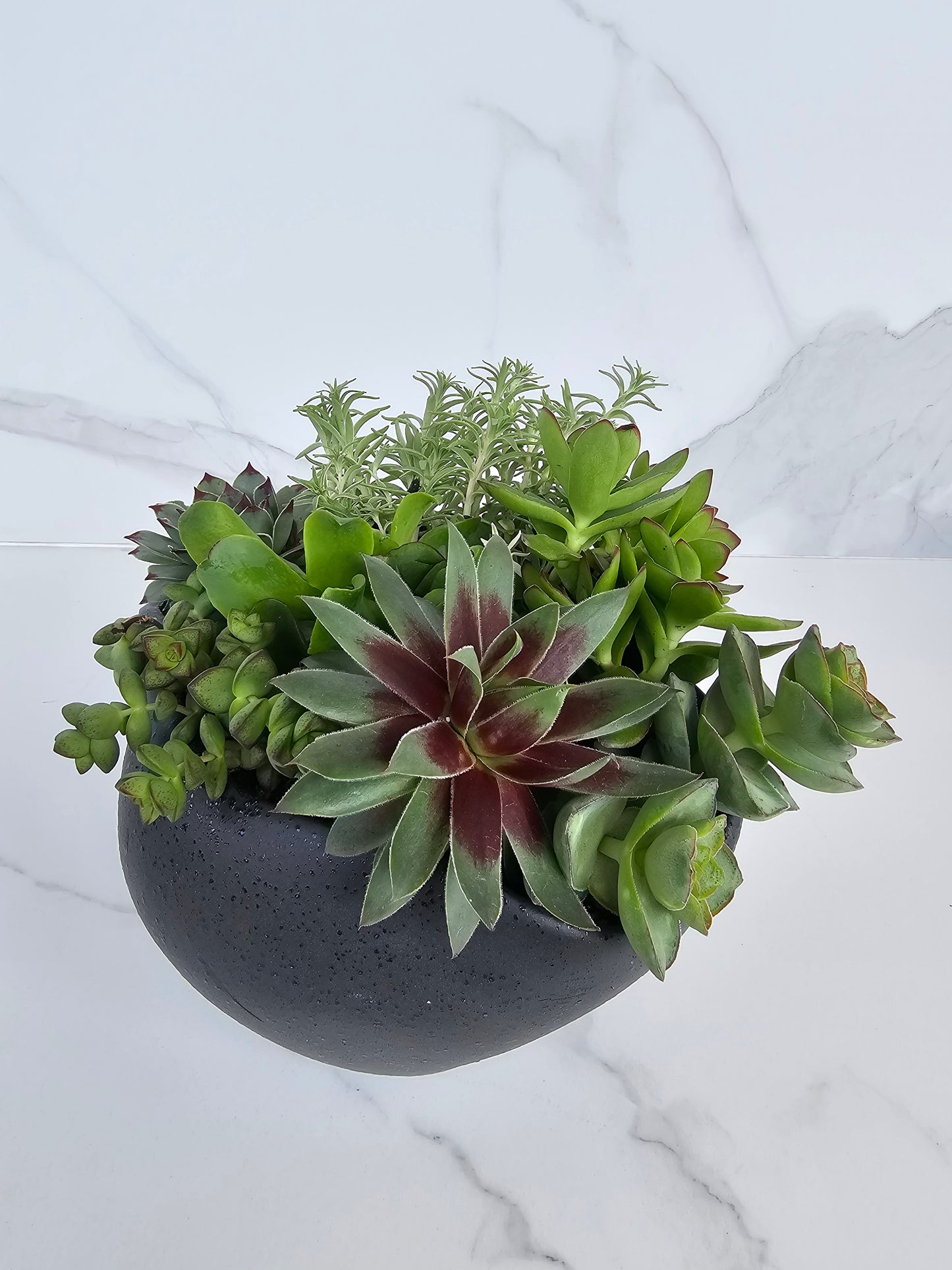 Modern minimalist succulent arrangement in black ceramic pot for contemporary decor