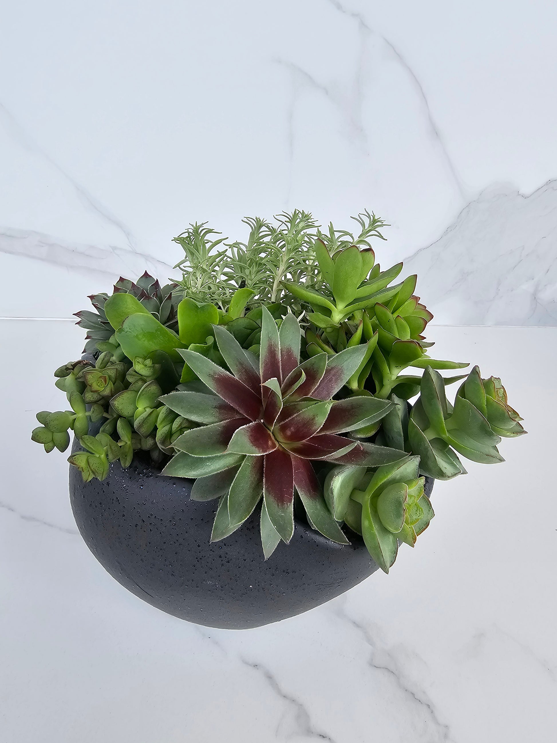 Modern minimalist succulent arrangement in black ceramic pot for contemporary decor