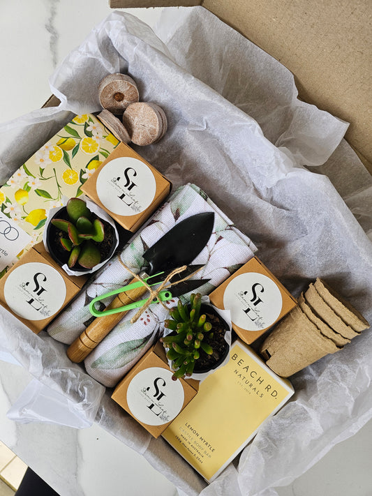 Kitchen Garden Herb Starter Gift Box Grow Fresh Basil, Mint, Oregano & Parsley