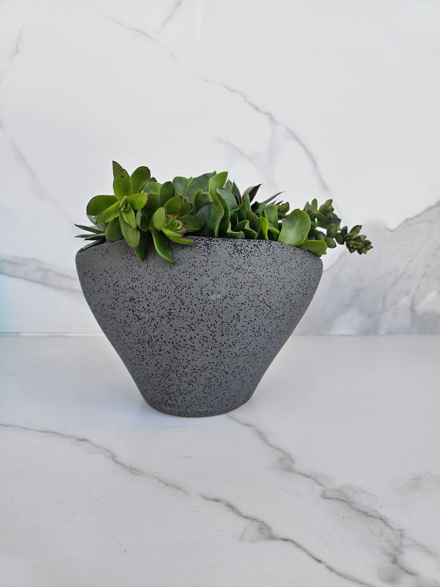 Live succulent in sleek grey ceramic planter perfect for modern homes