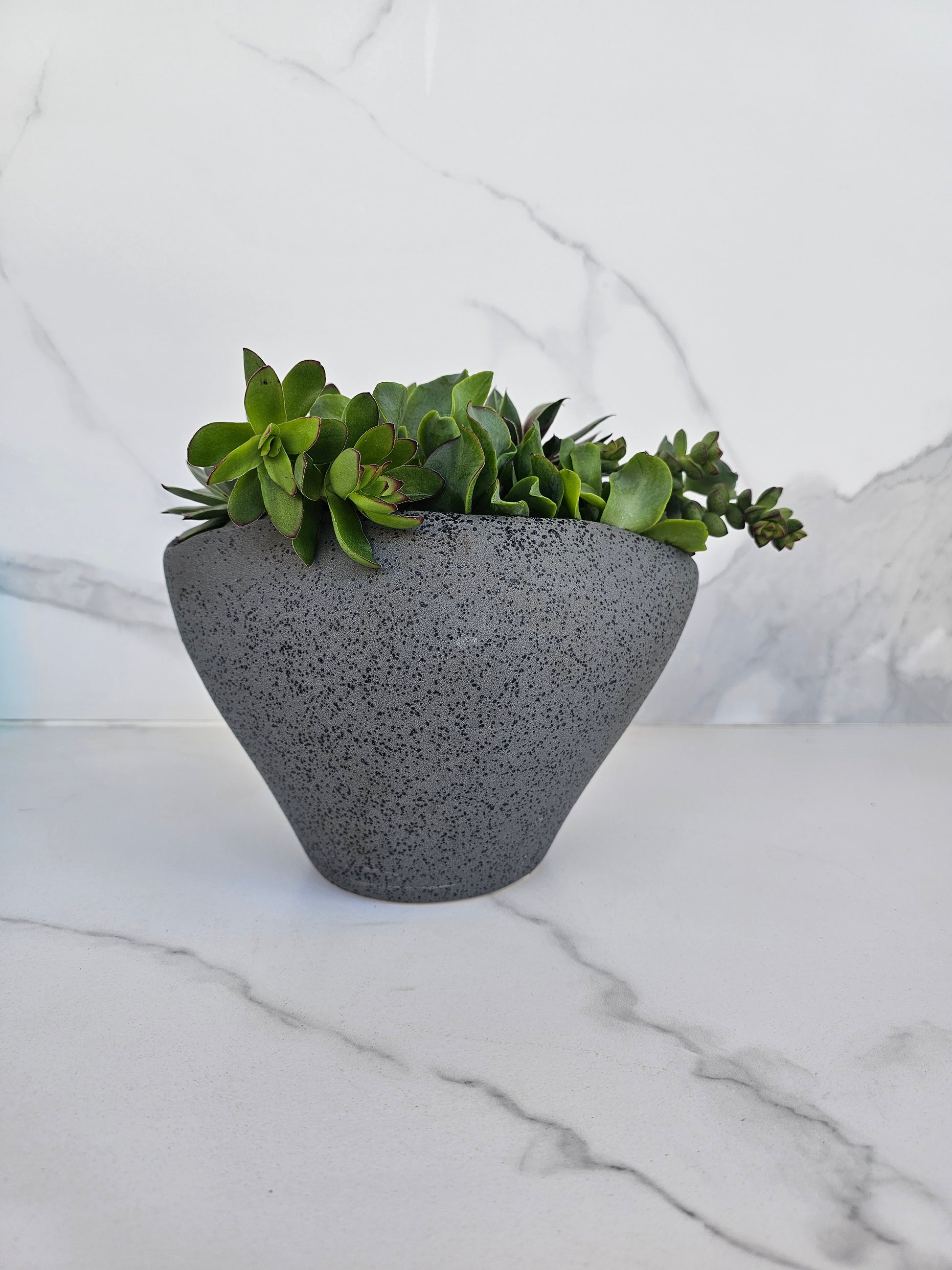 Live succulent in sleek grey ceramic planter perfect for modern homes