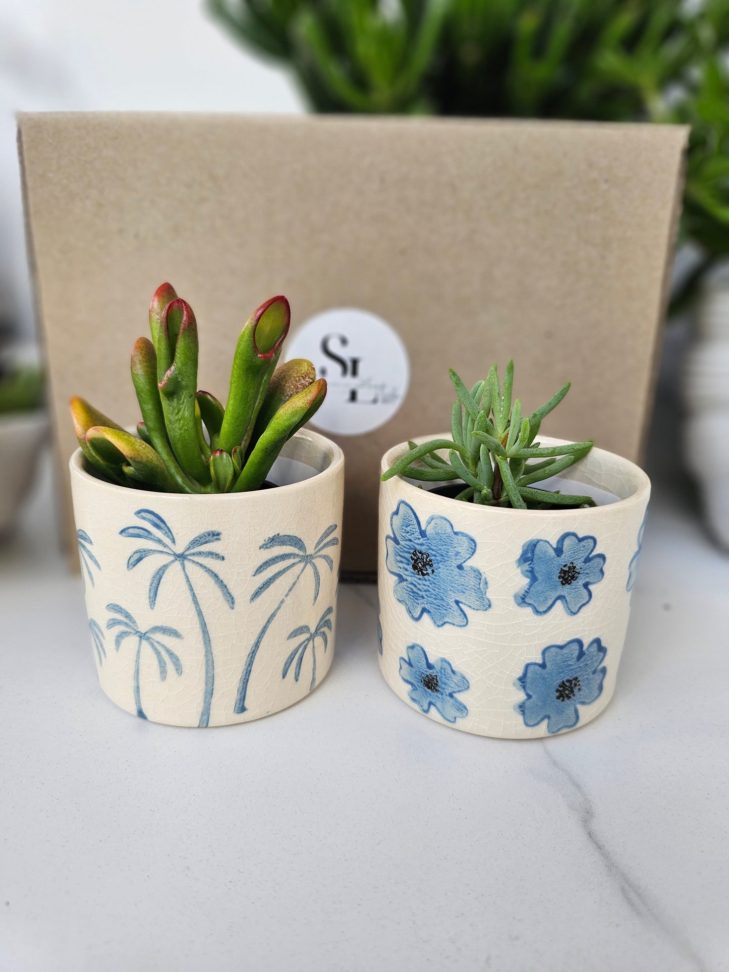 Succulent Gift Set Box | Baby Blue Ceramic Pots & Hand Care Gift