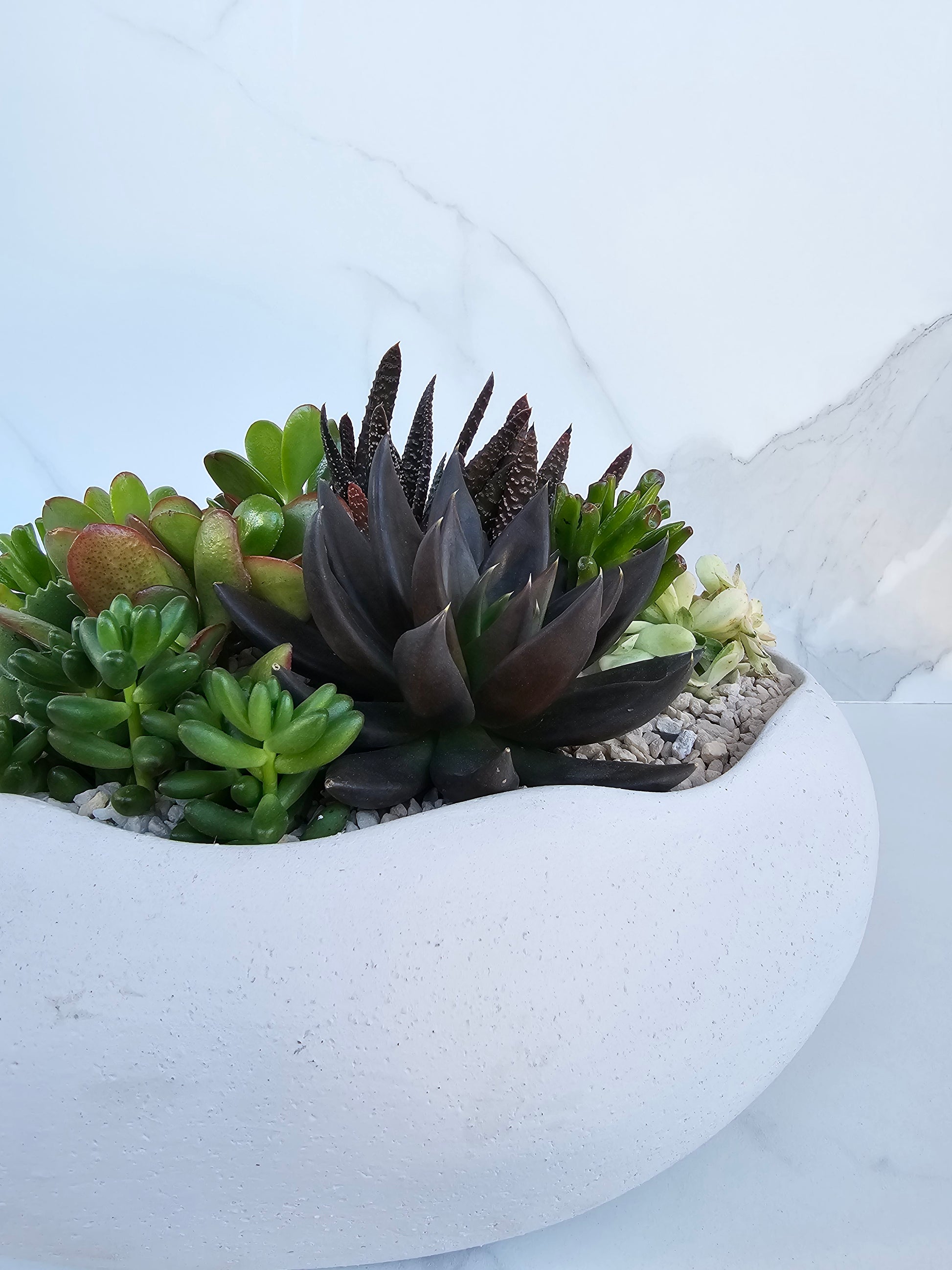 Contemporary round bowl succulent display for dining table or coffee table