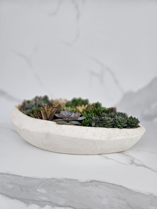 Modern elliptical white ceramic planter with live succulent arrangement