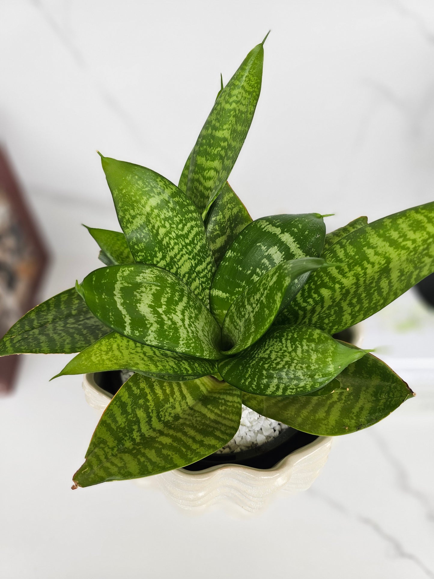 Sansevieria Hahnii in Textured White Ceramic Pot Ready-to-Display Indoor Plant