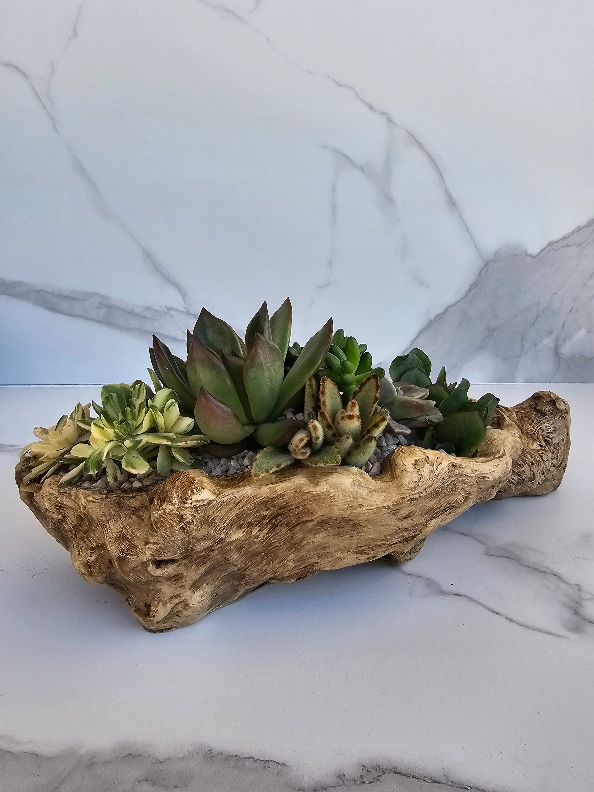 Large live succulent arrangement in natural faux driftwood planter for indoor decor