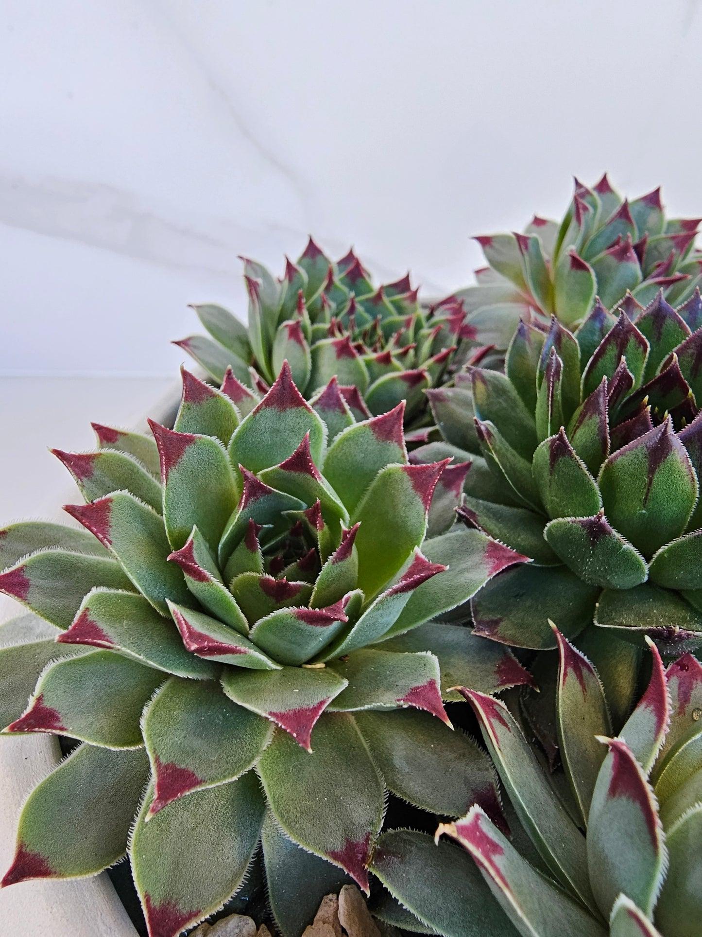 Round sempervivum succulent arrangement