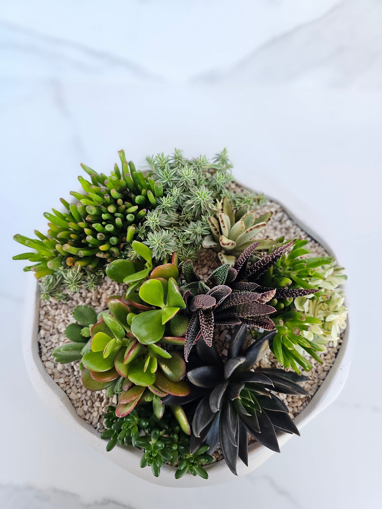 Contemporary round bowl succulent display for dining table or coffee table