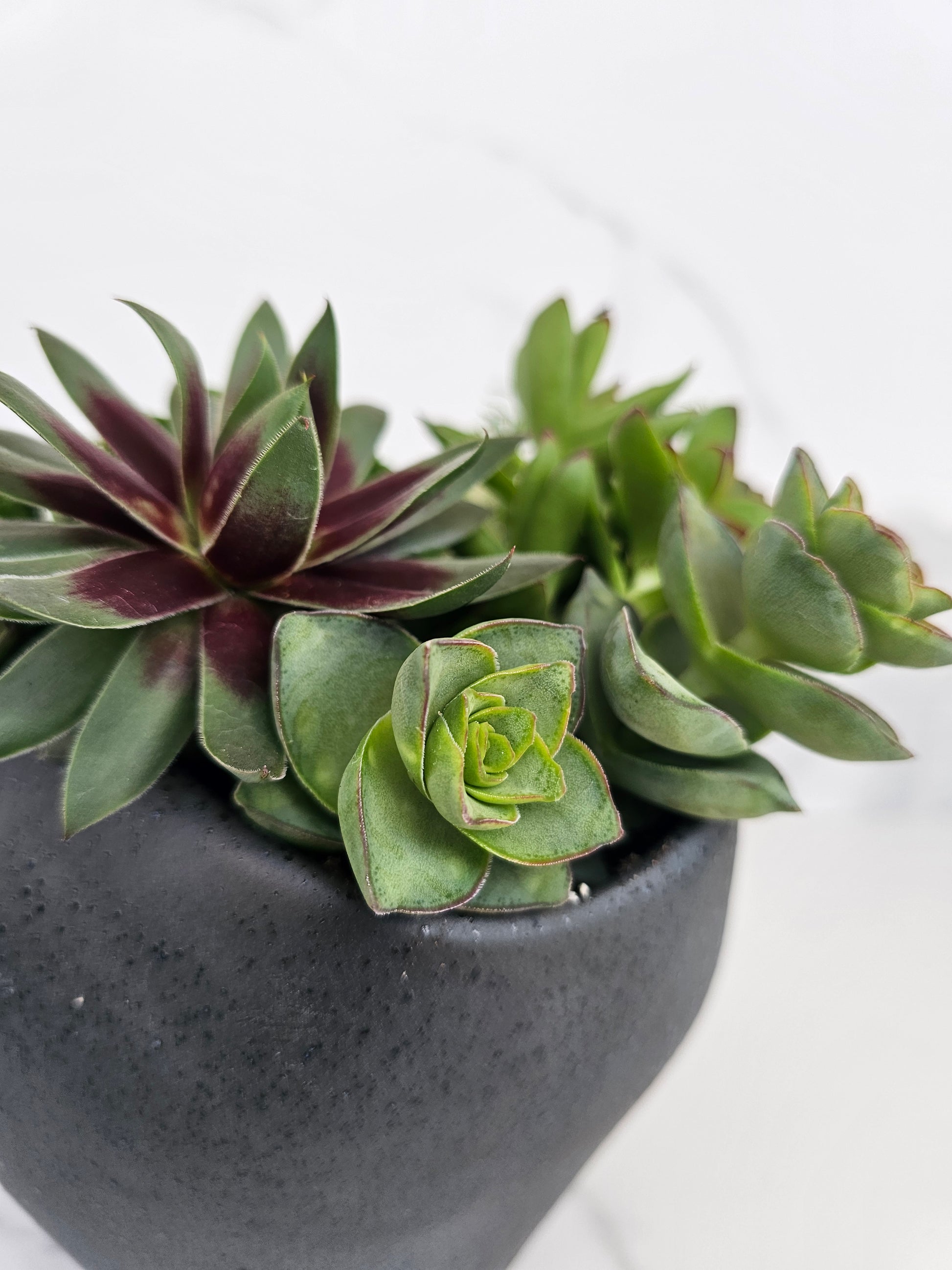 Close-up of healthy succulent varieties in minimalist ceramic container
