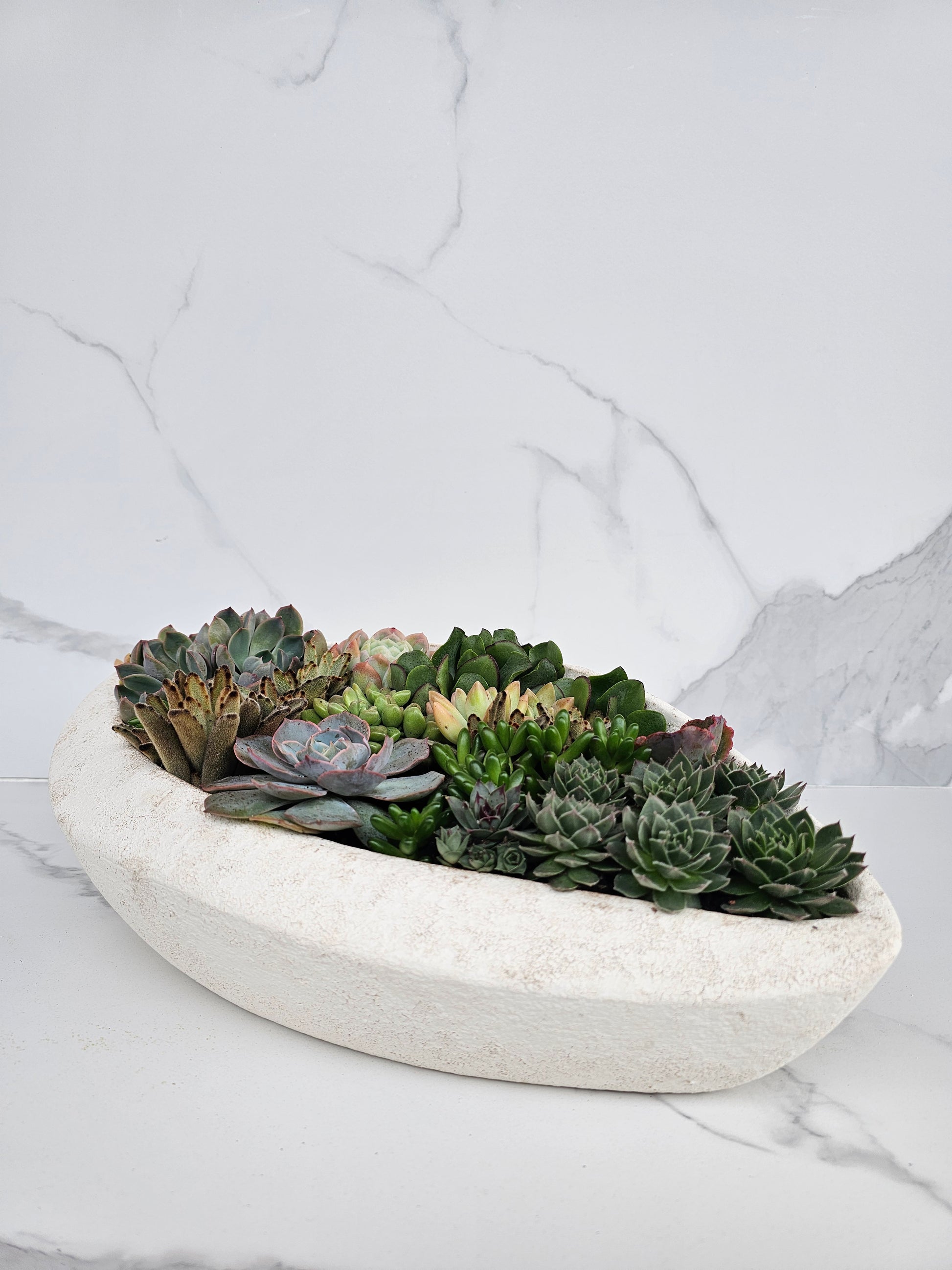 Live succulent in stylish elliptical white ceramic container for modern interiors