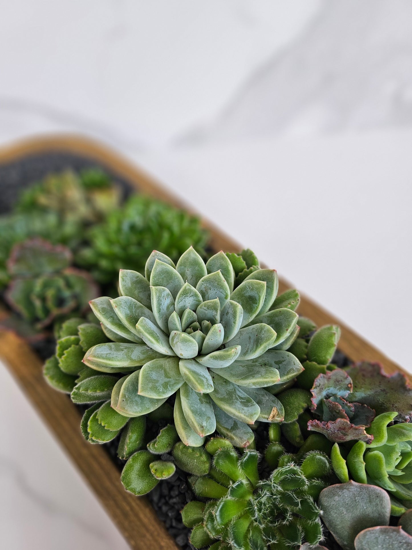 Rustic wooden trough succulent arrangement perfect for indoor plant display