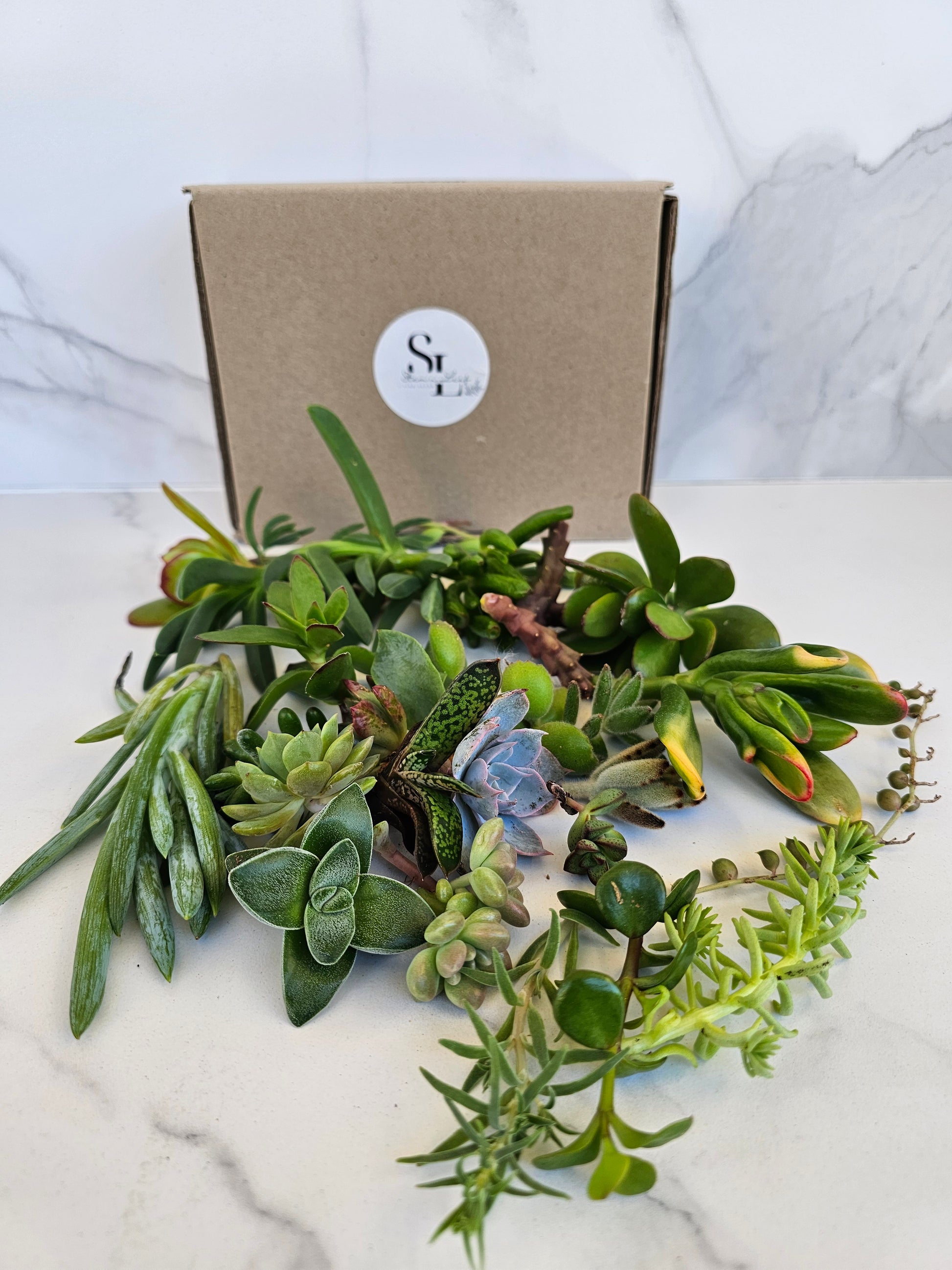 Variety pack of succulent cuttings ready for planting and propagation