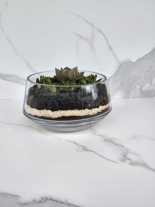 Layered sempervivum succulent arrangement in clear glass planter