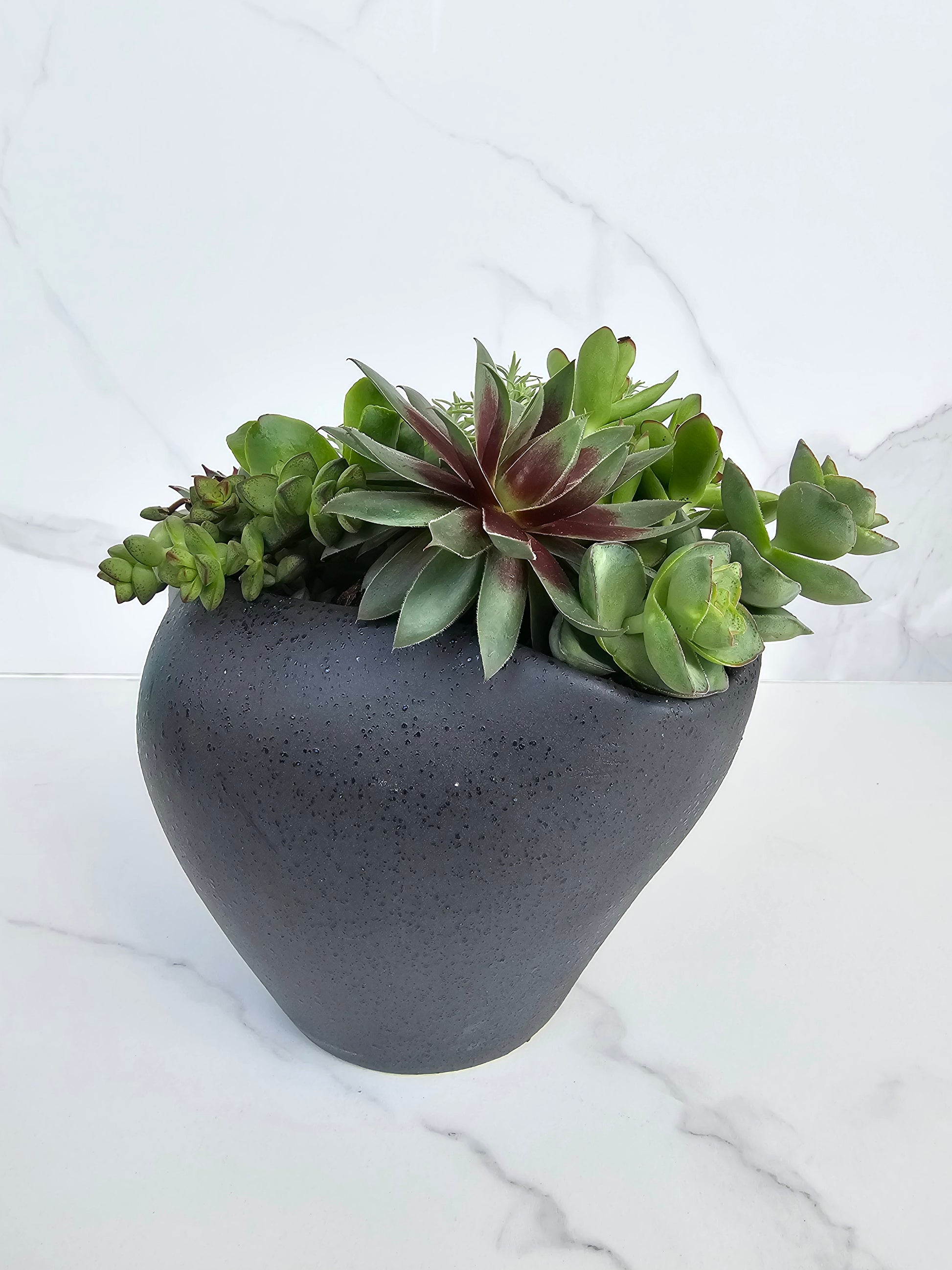 Modern minimalist succulent arrangement in black ceramic pot for contemporary decor
