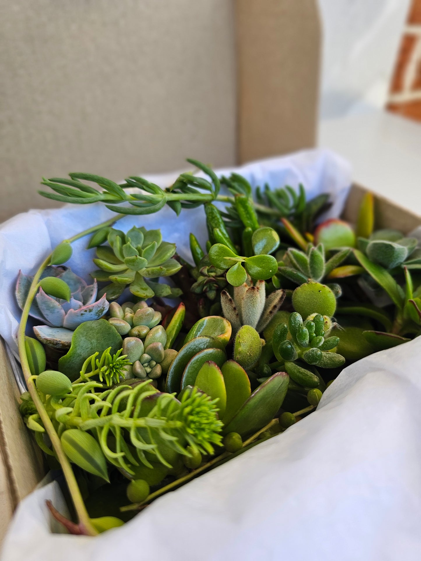 25 assorted premium succulent cuttings for propagation and growing