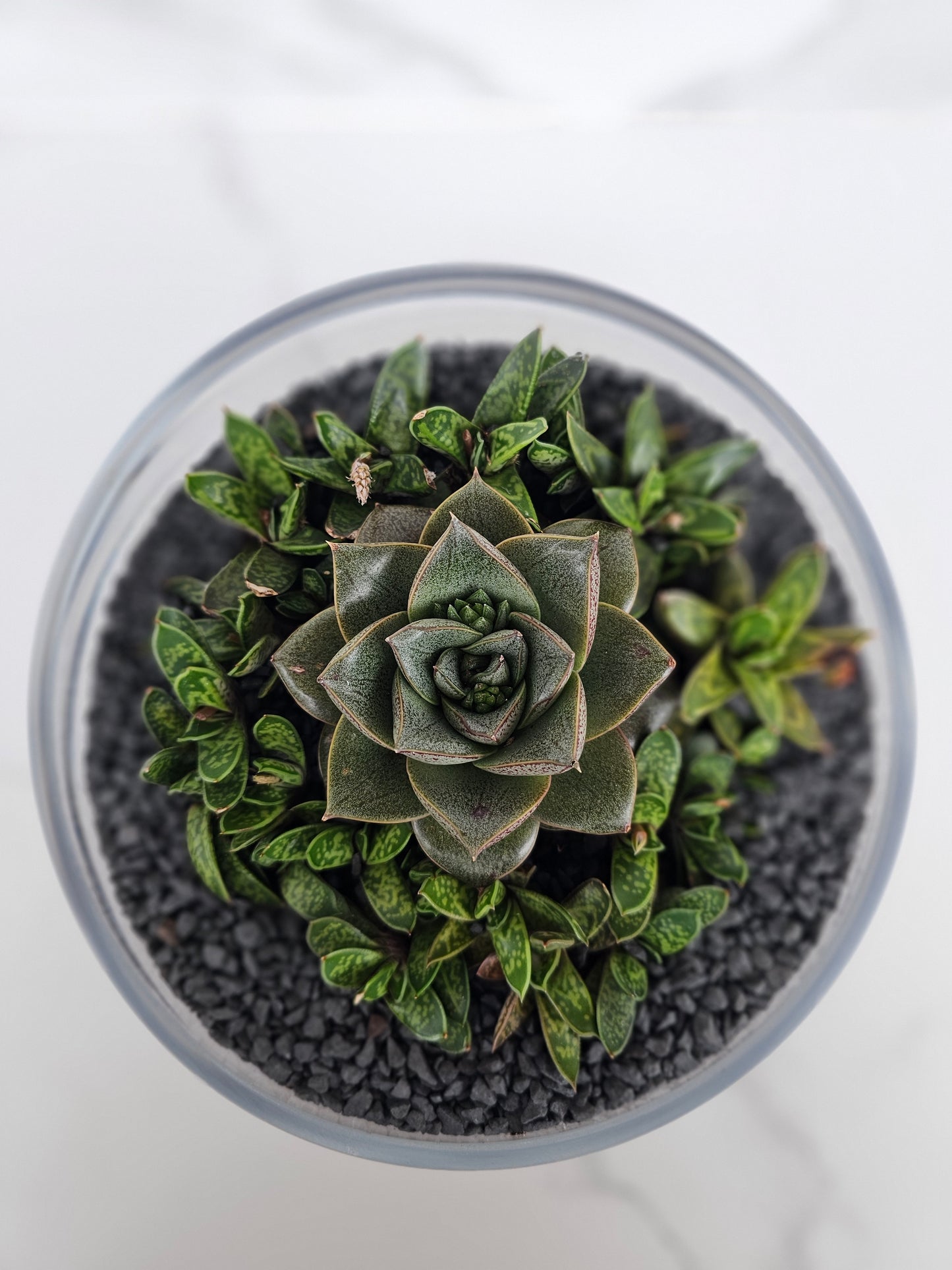 Layered sempervivum succulent arrangement in clear glass planter