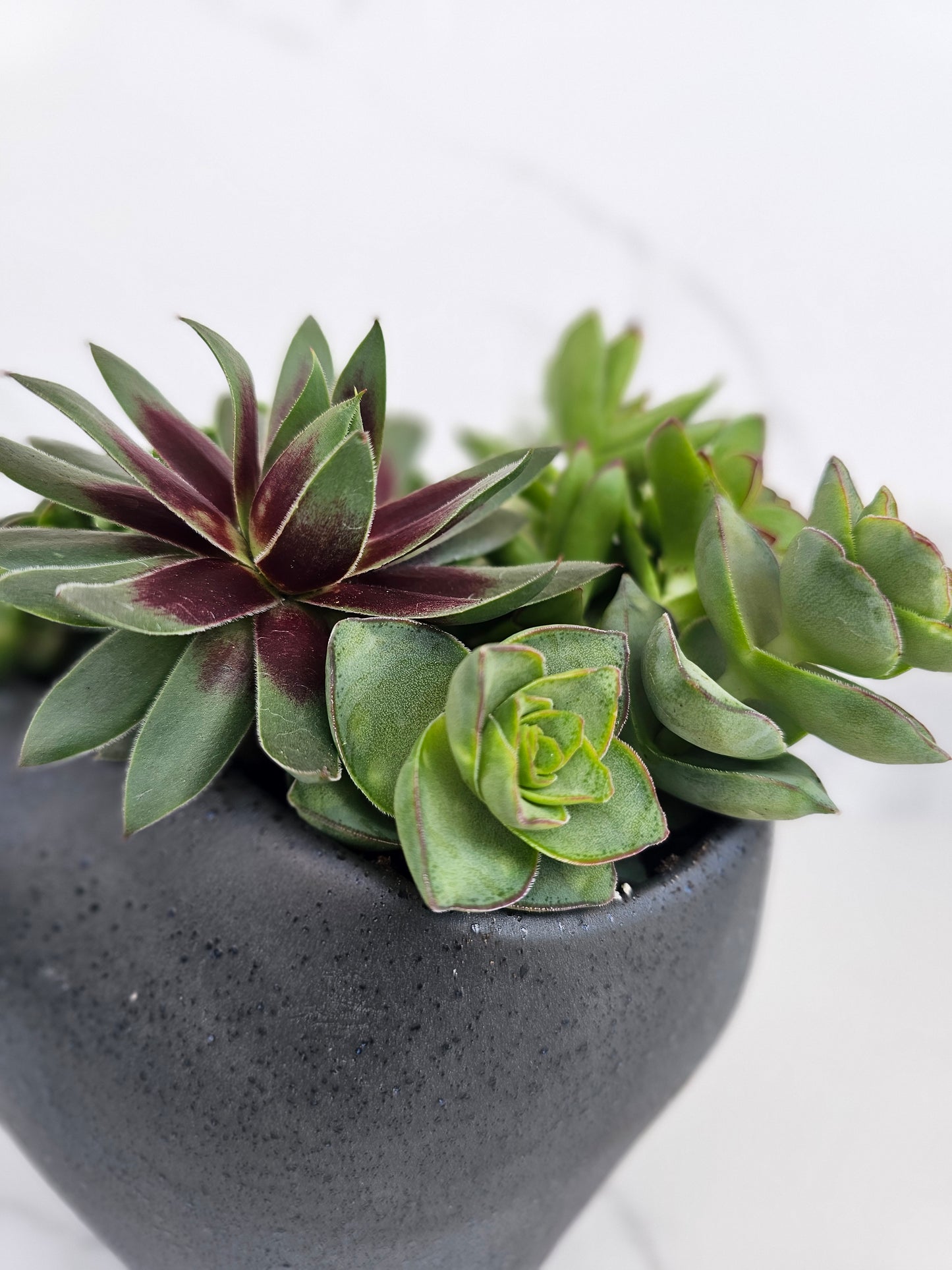 Close-up of healthy succulent varieties in minimalist ceramic container