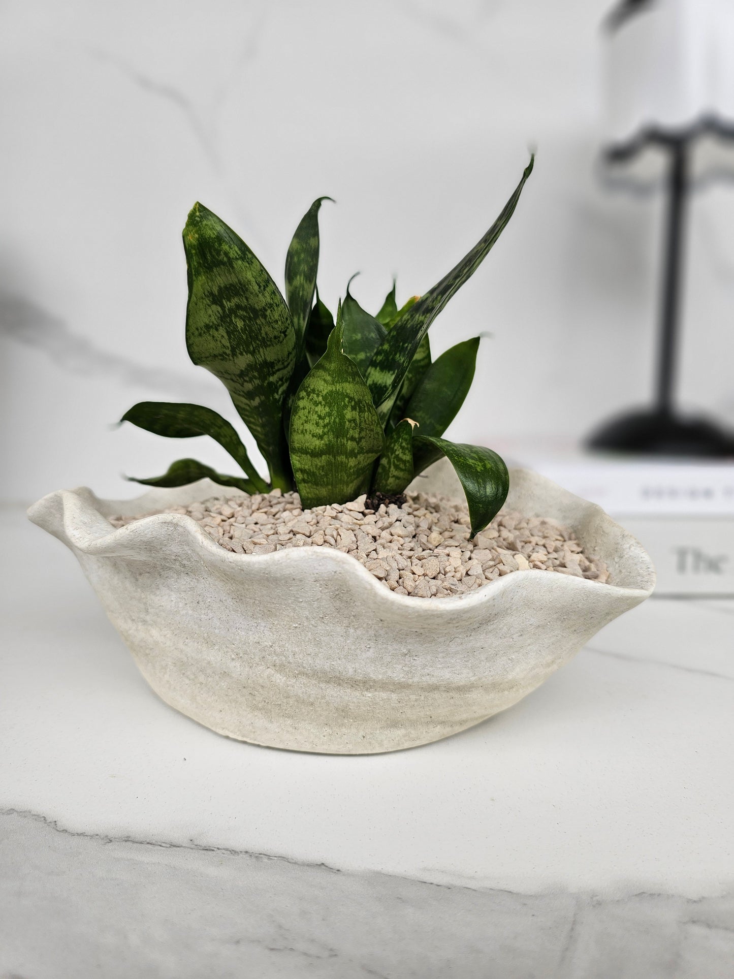 Sculptural Snake Plant in Stone Bowl Planter Ready-to-Display Indoor Plant