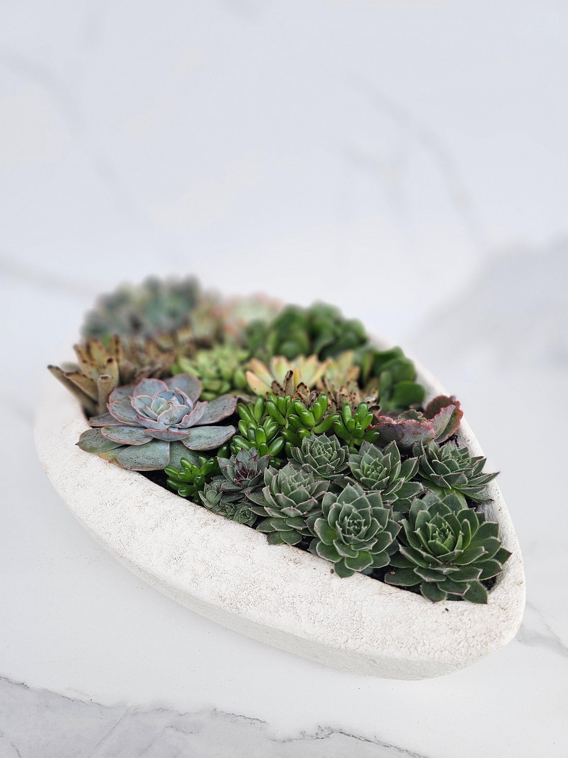 Sleek white elliptical succulent planter perfect for contemporary home decor