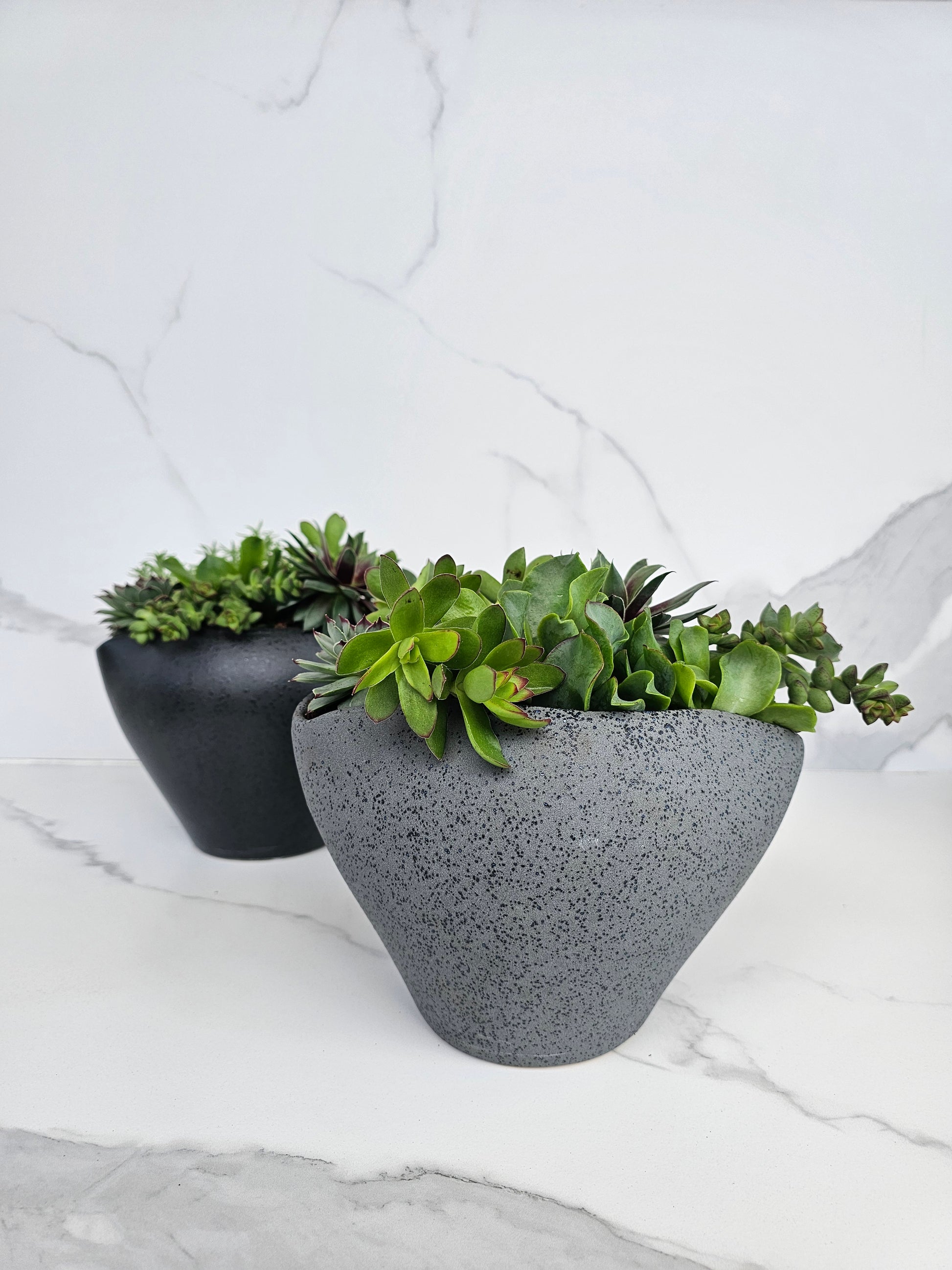Live succulent in sleek grey ceramic planter perfect for modern homes