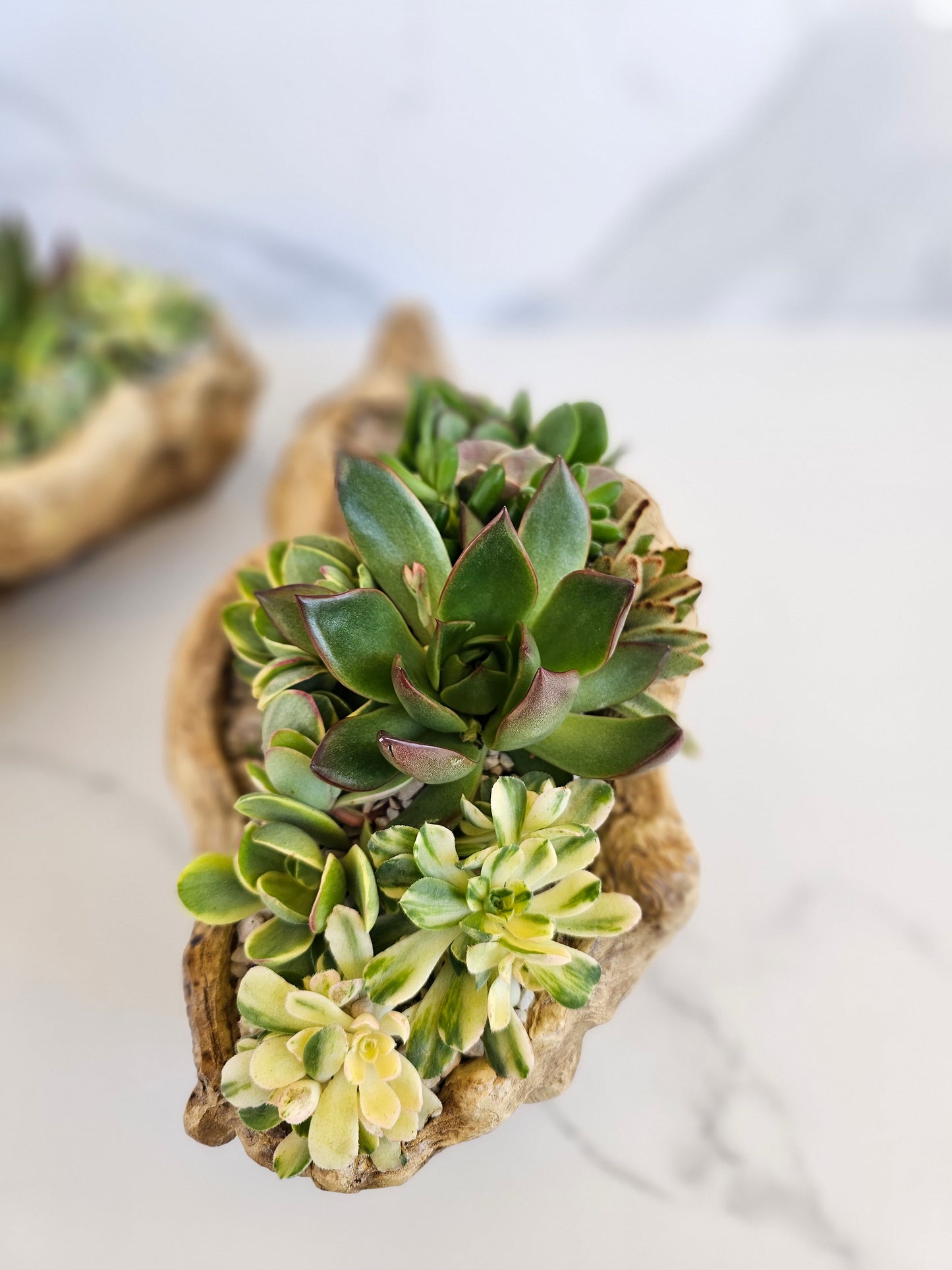 Close-up view of succulent varieties in rustic driftwood container