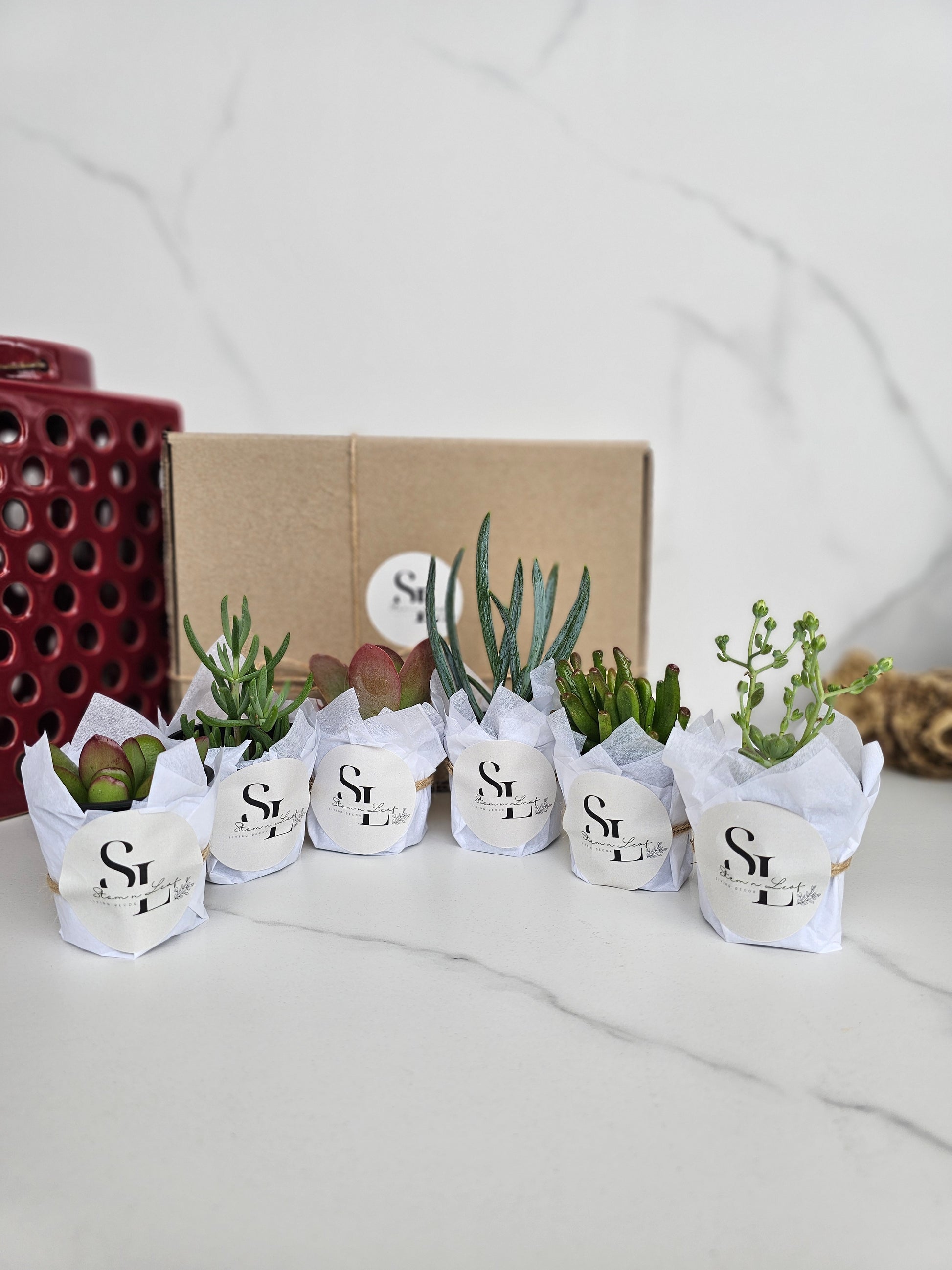 Variety pack of potted succulent cuttings ready for planting and propagation