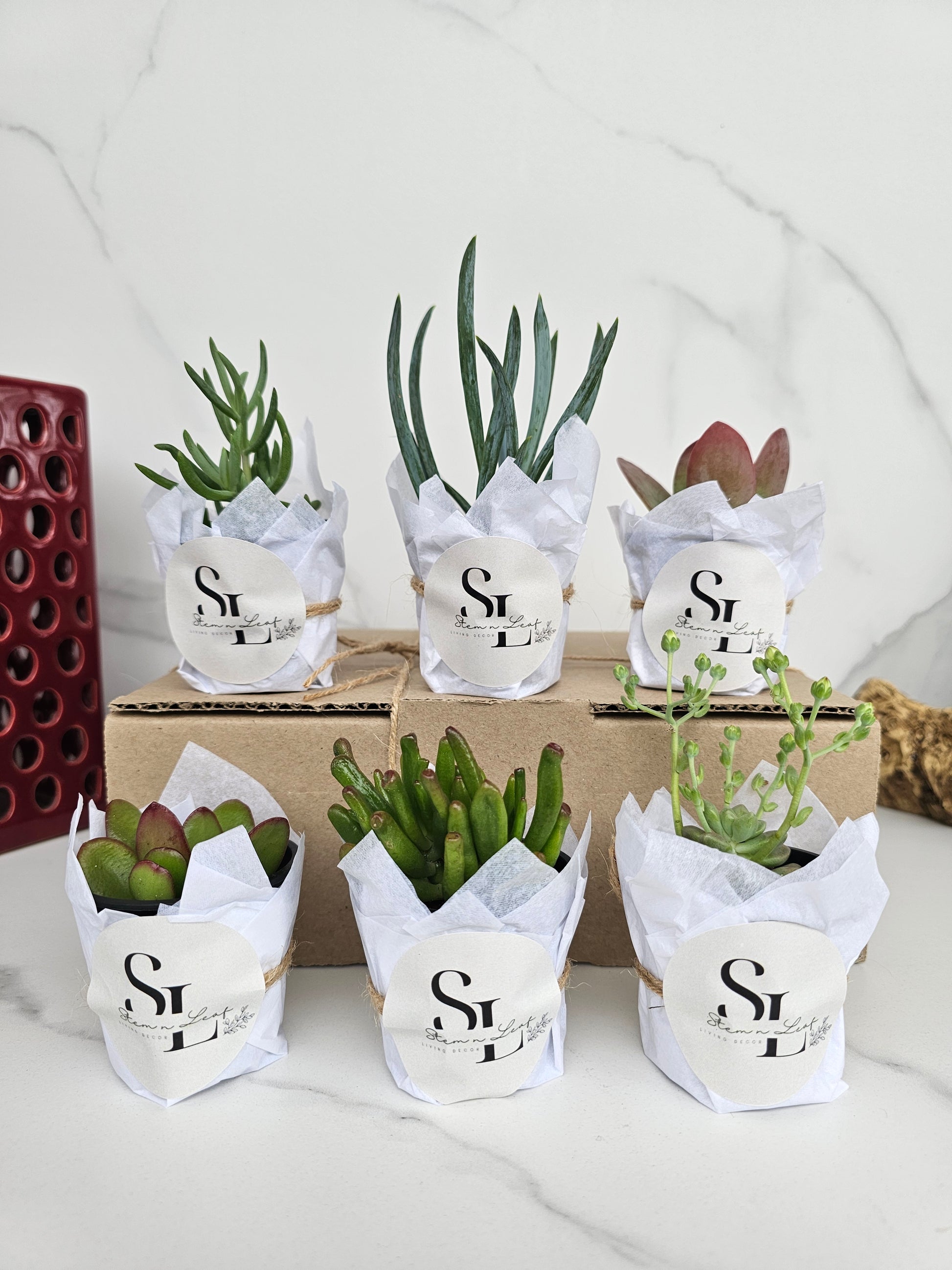 Assorted small potted succulents perfect for plant lovers starter kit