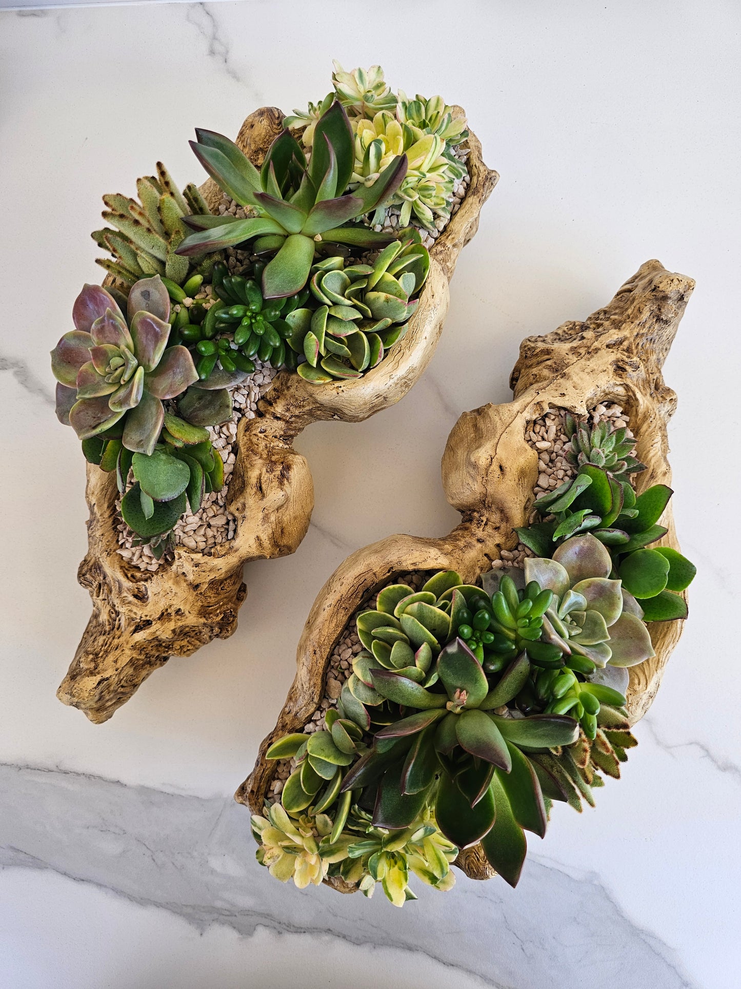 Close-up view of succulent varieties in rustic driftwood container