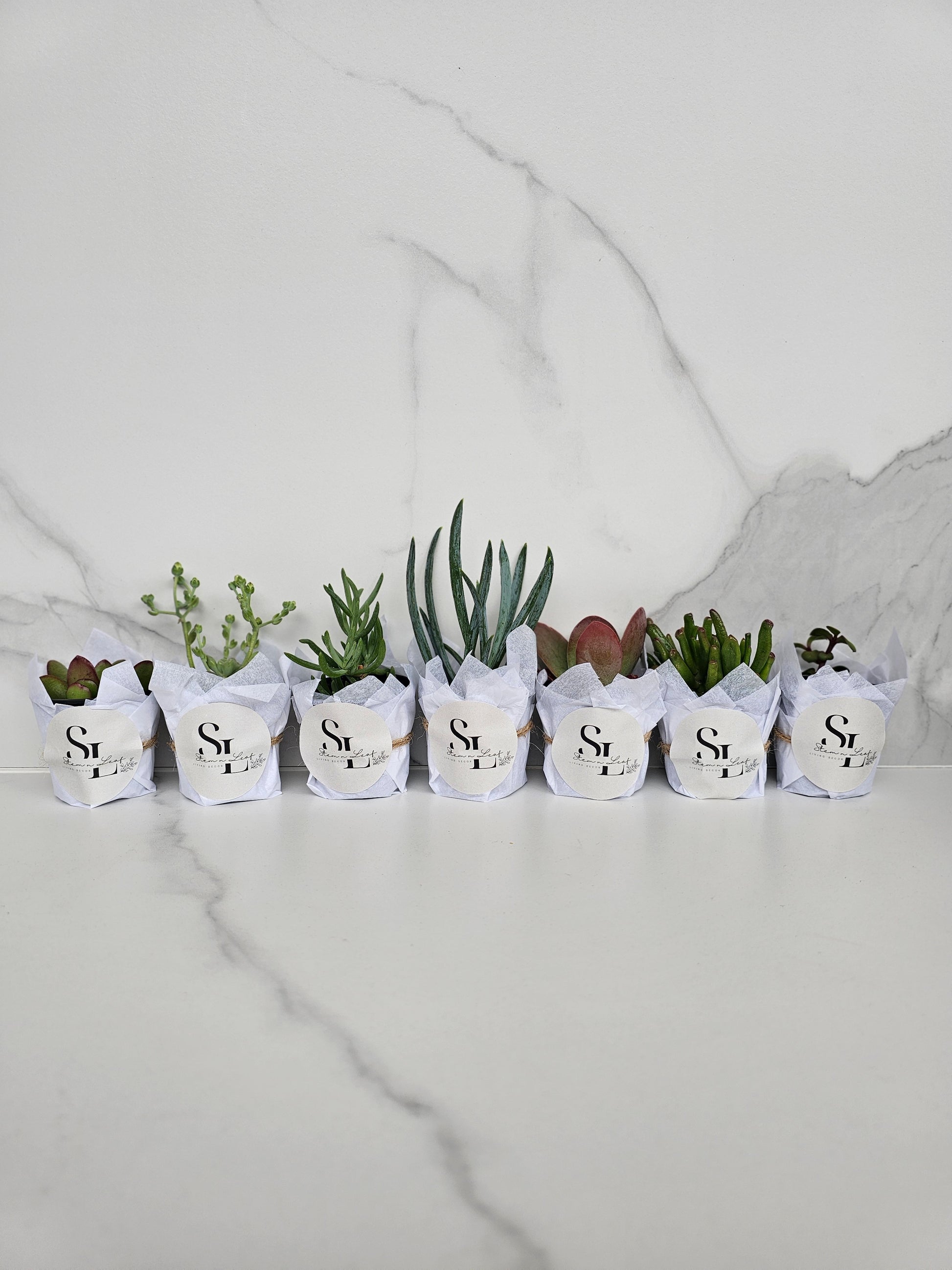 Assorted small succulents perfect for plant lovers starter kit