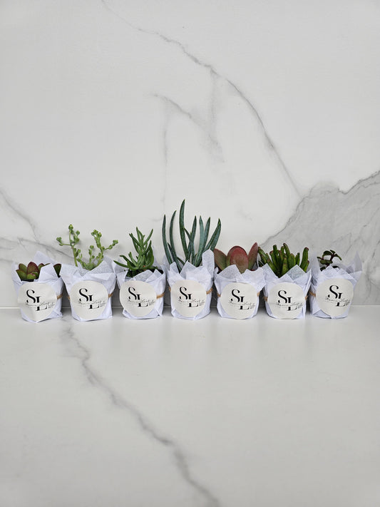 Assorted small succulents perfect for plant lovers starter kit