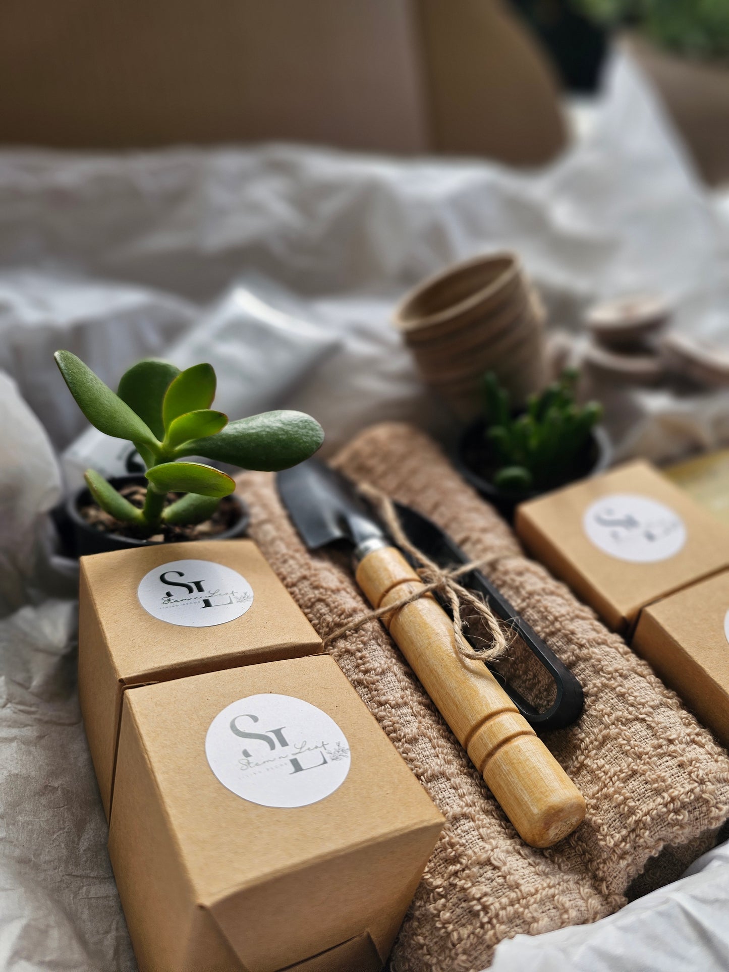 Kitchen Garden Herb Starter or Cut Flower Garden Gift Box Set Grow Fresh Basil, Parsley, Lemon Balm and Dill