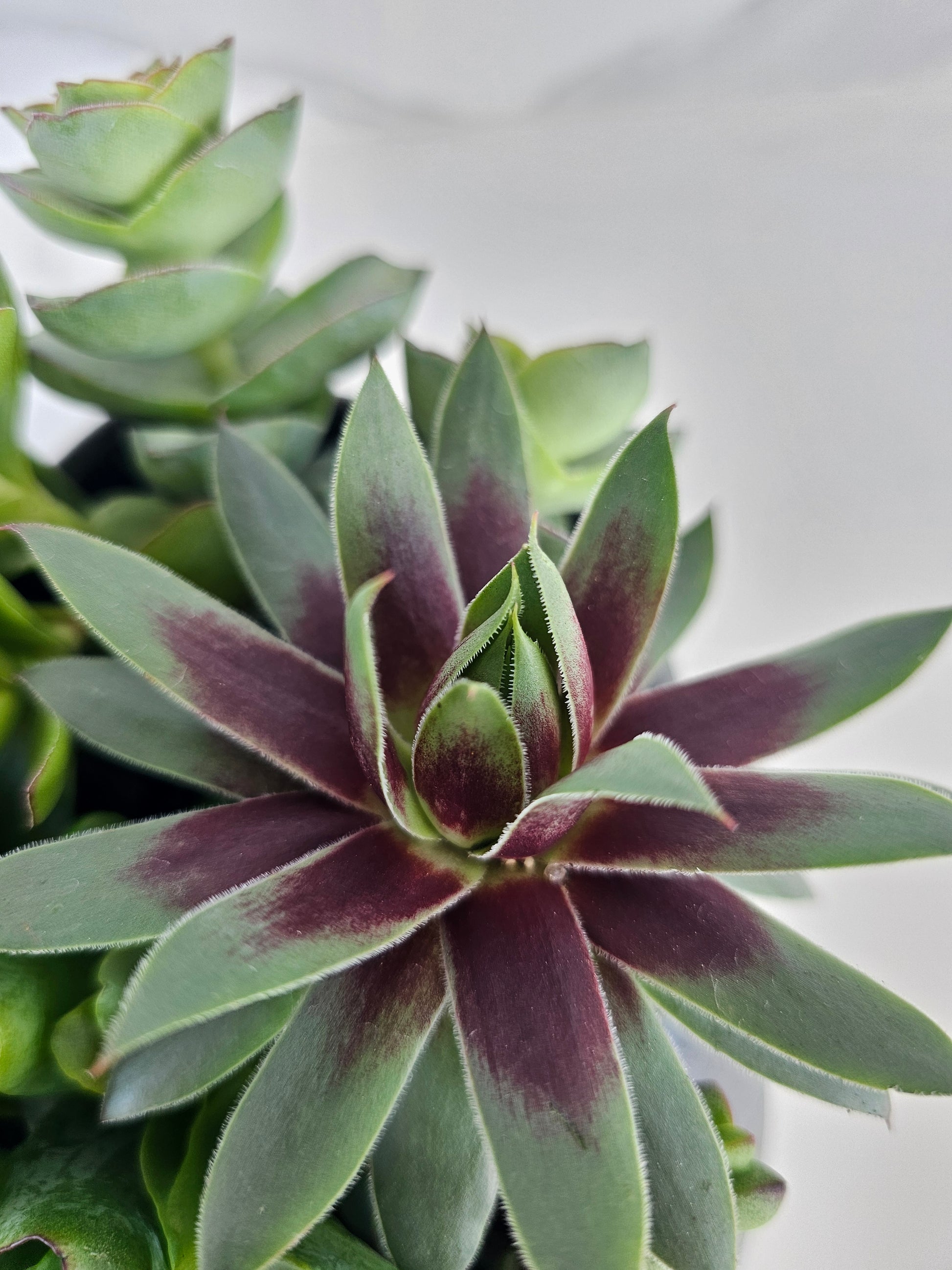 Close-up of healthy succulent varieties in minimalist ceramic container