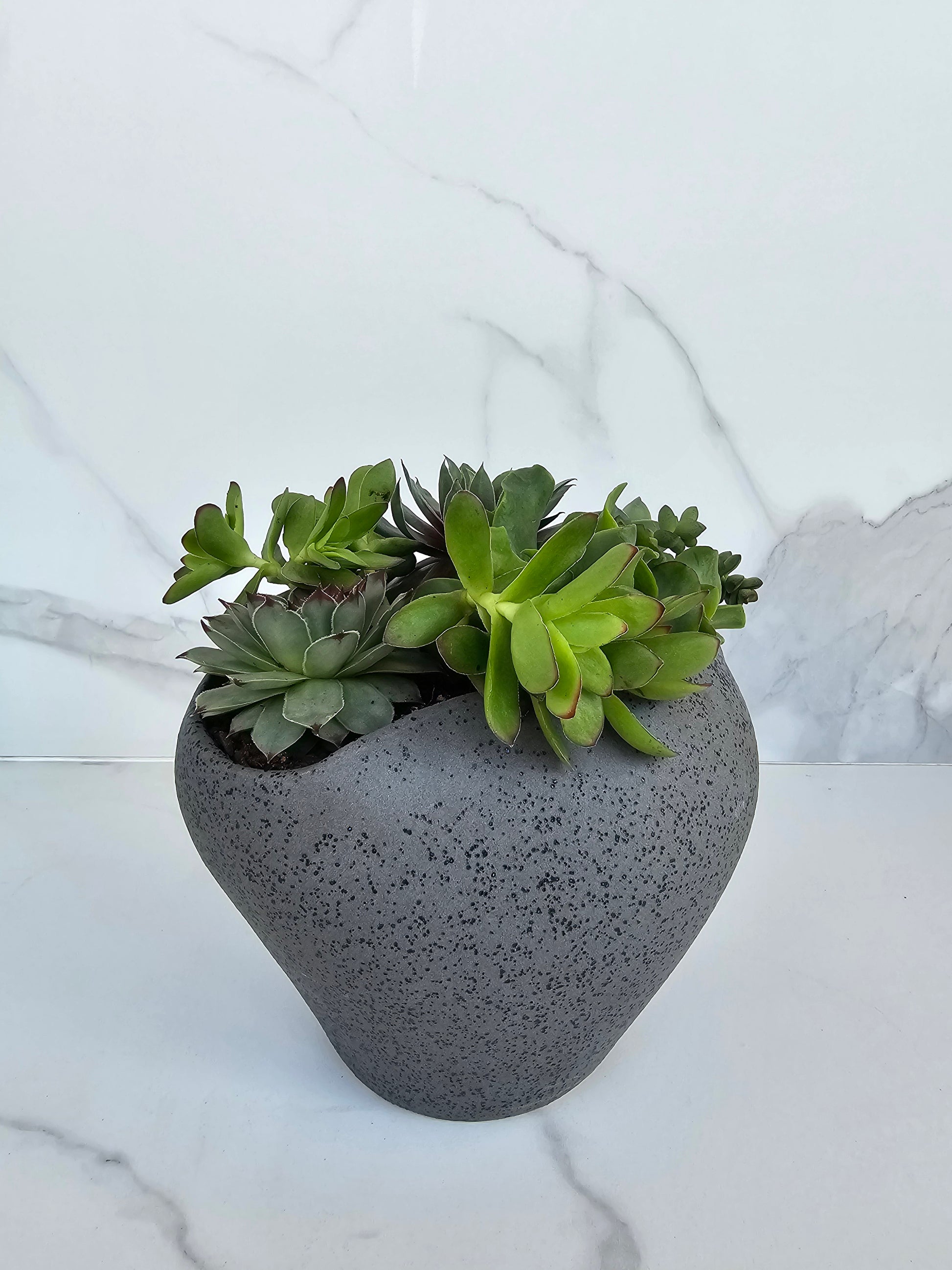 Live succulent in sleek grey ceramic planter perfect for modern homes