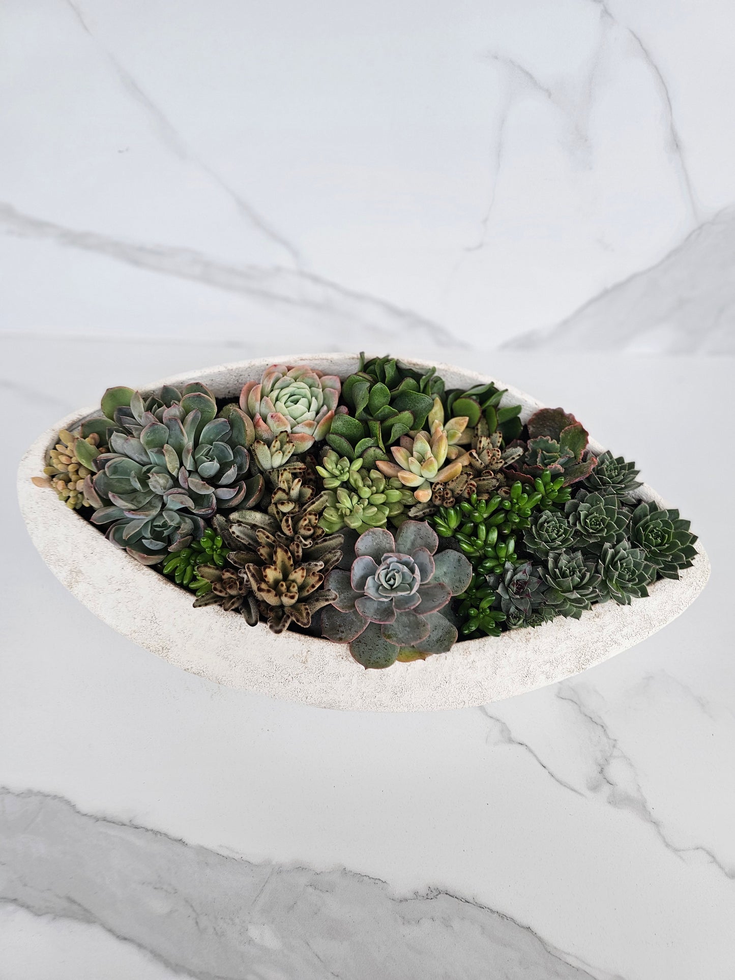 Live succulent in stylish elliptical white ceramic container for modern interiors