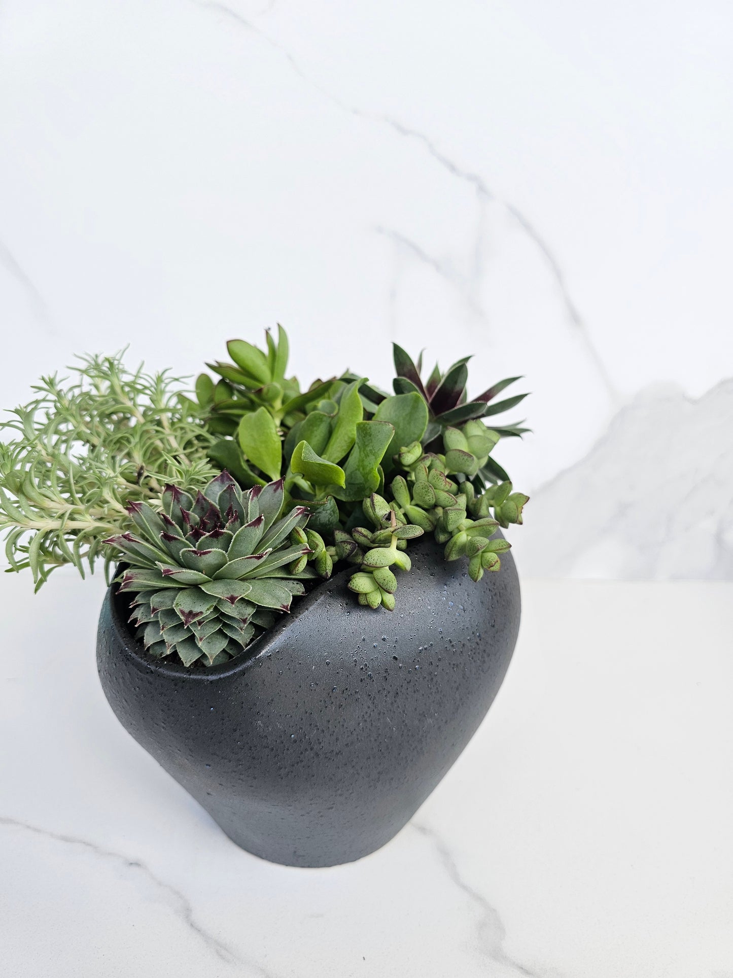 Modern minimalist succulent arrangement in black ceramic pot for contemporary decor