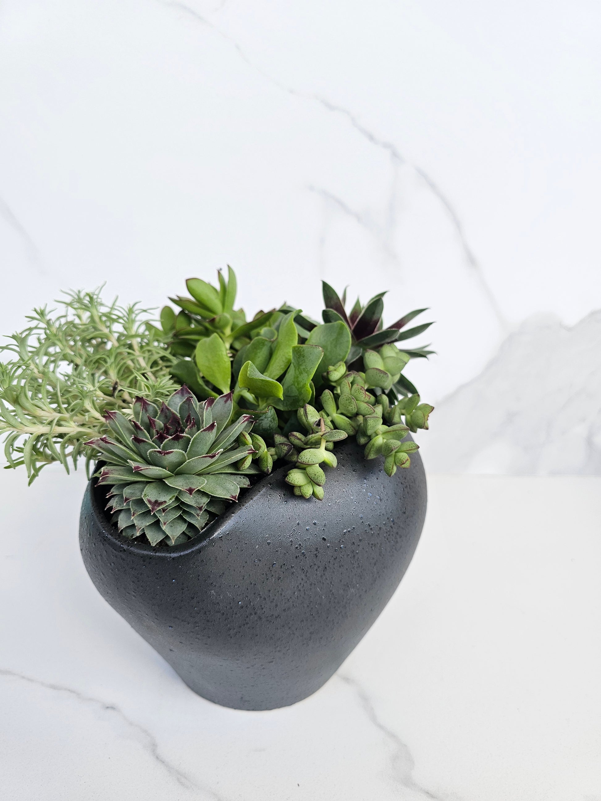 Modern minimalist succulent arrangement in black ceramic pot for contemporary decor