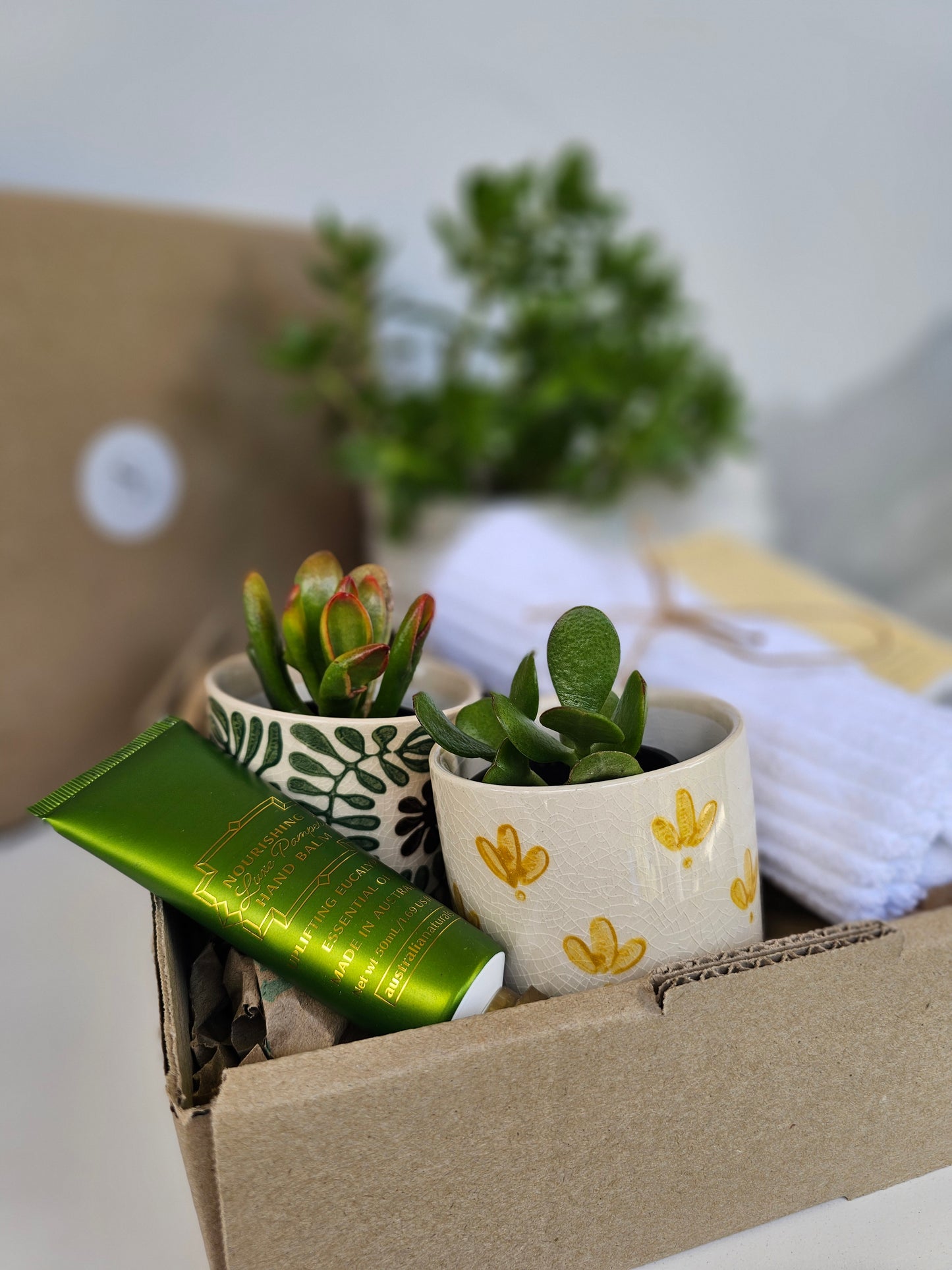 Succulent Gift Set Box | Green and Yellow Ceramic Pots & Hand Care Gift