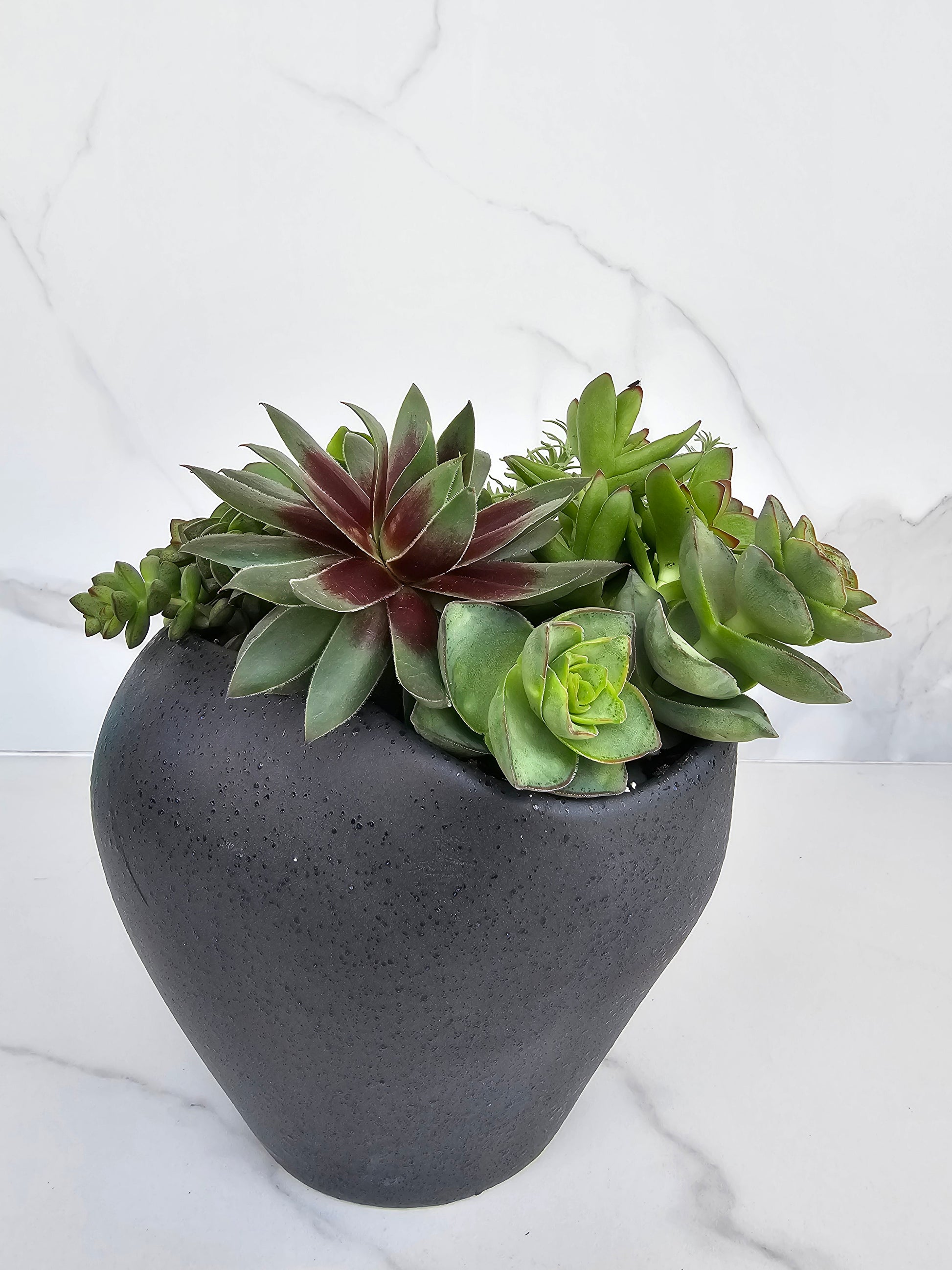 Modern minimalist succulent arrangement in black ceramic pot for contemporary decor