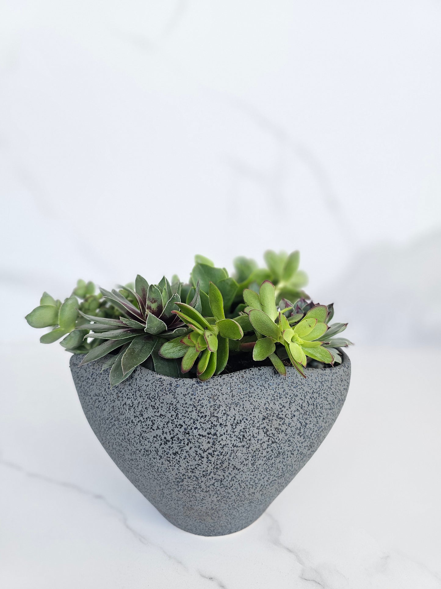 Live succulent in sleek grey ceramic planter perfect for modern homes