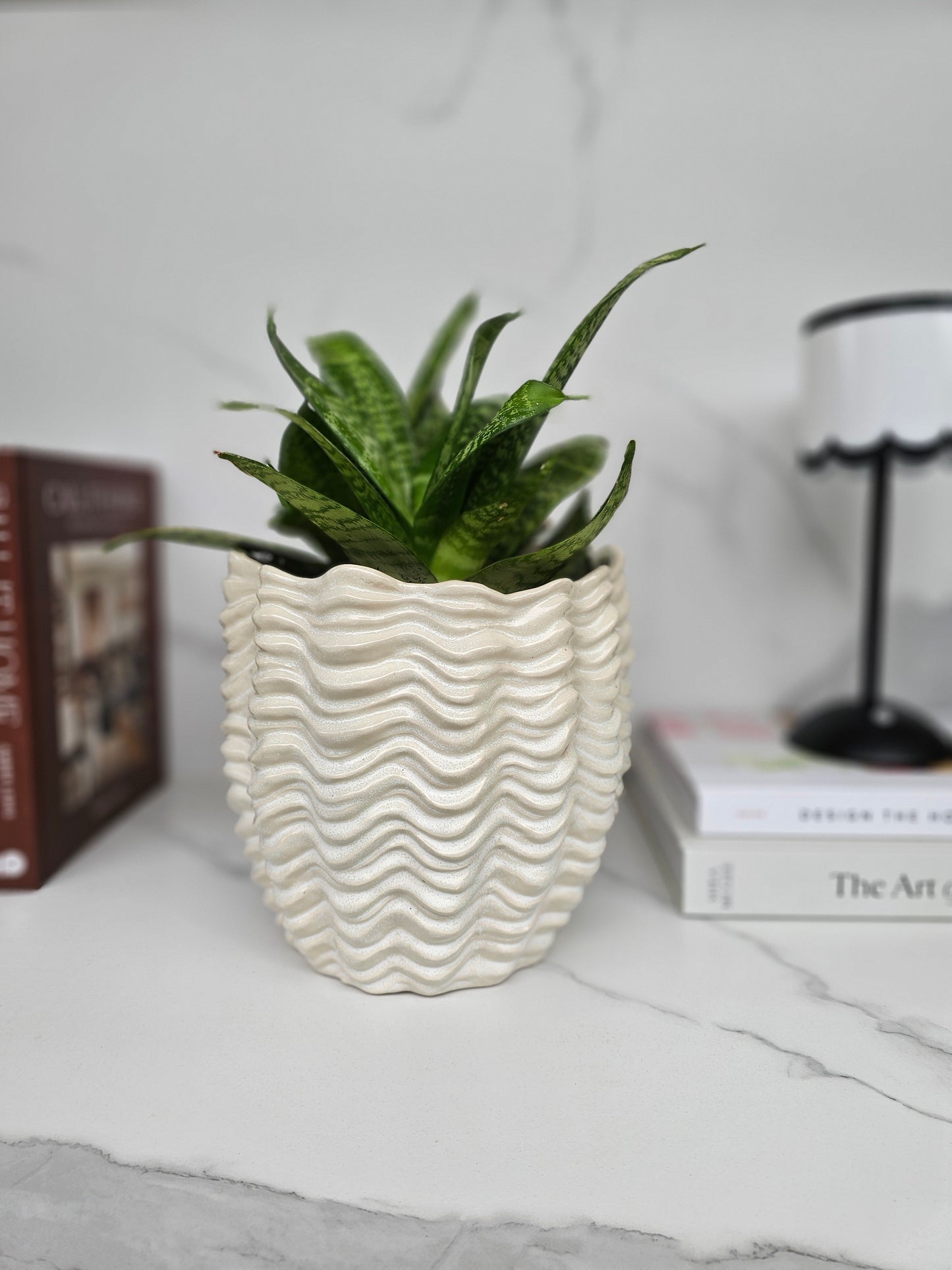 Sansevieria Hahnii in Textured White Ceramic Pot Ready-to-Display Indoor Plant